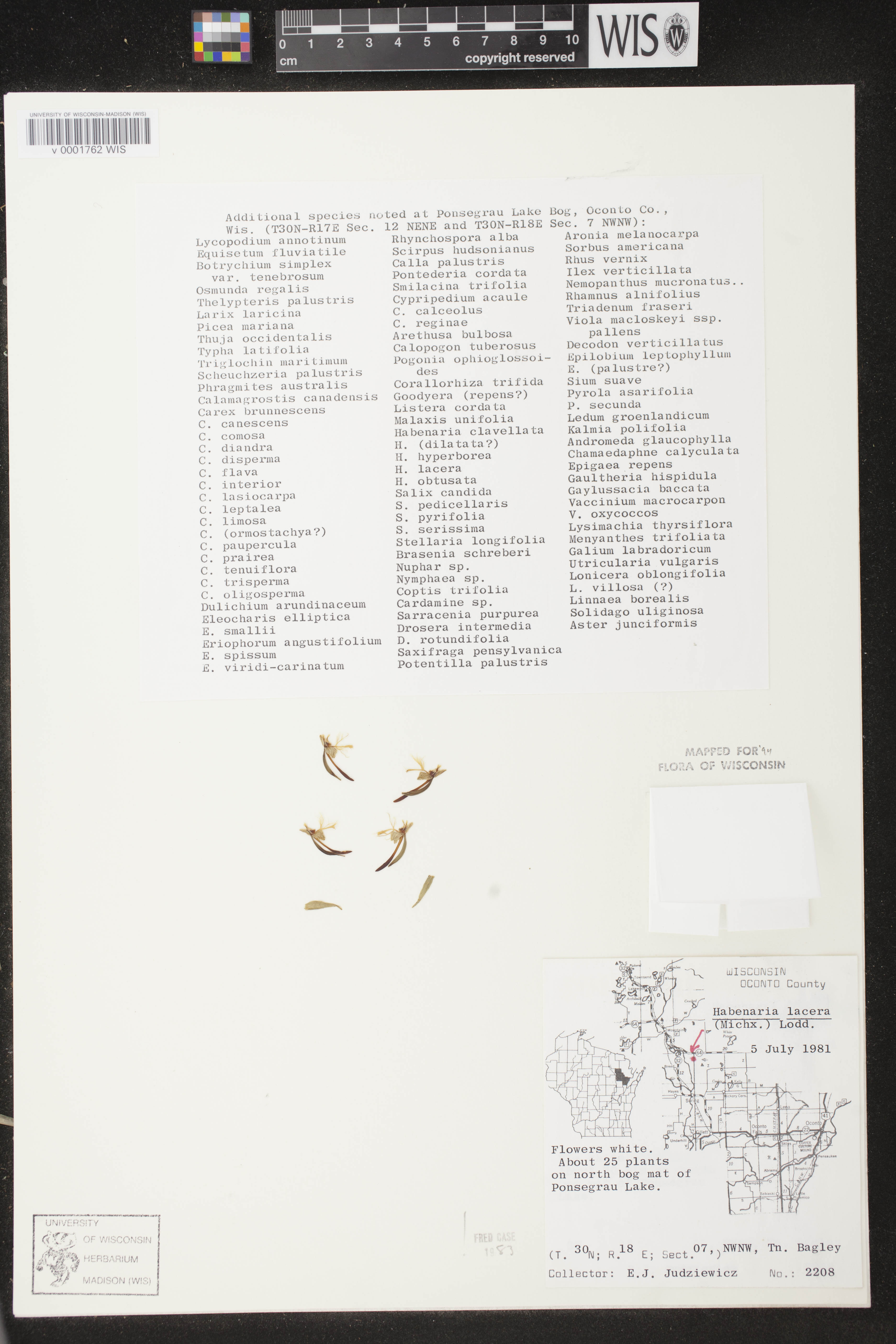 Platanthera lacera image