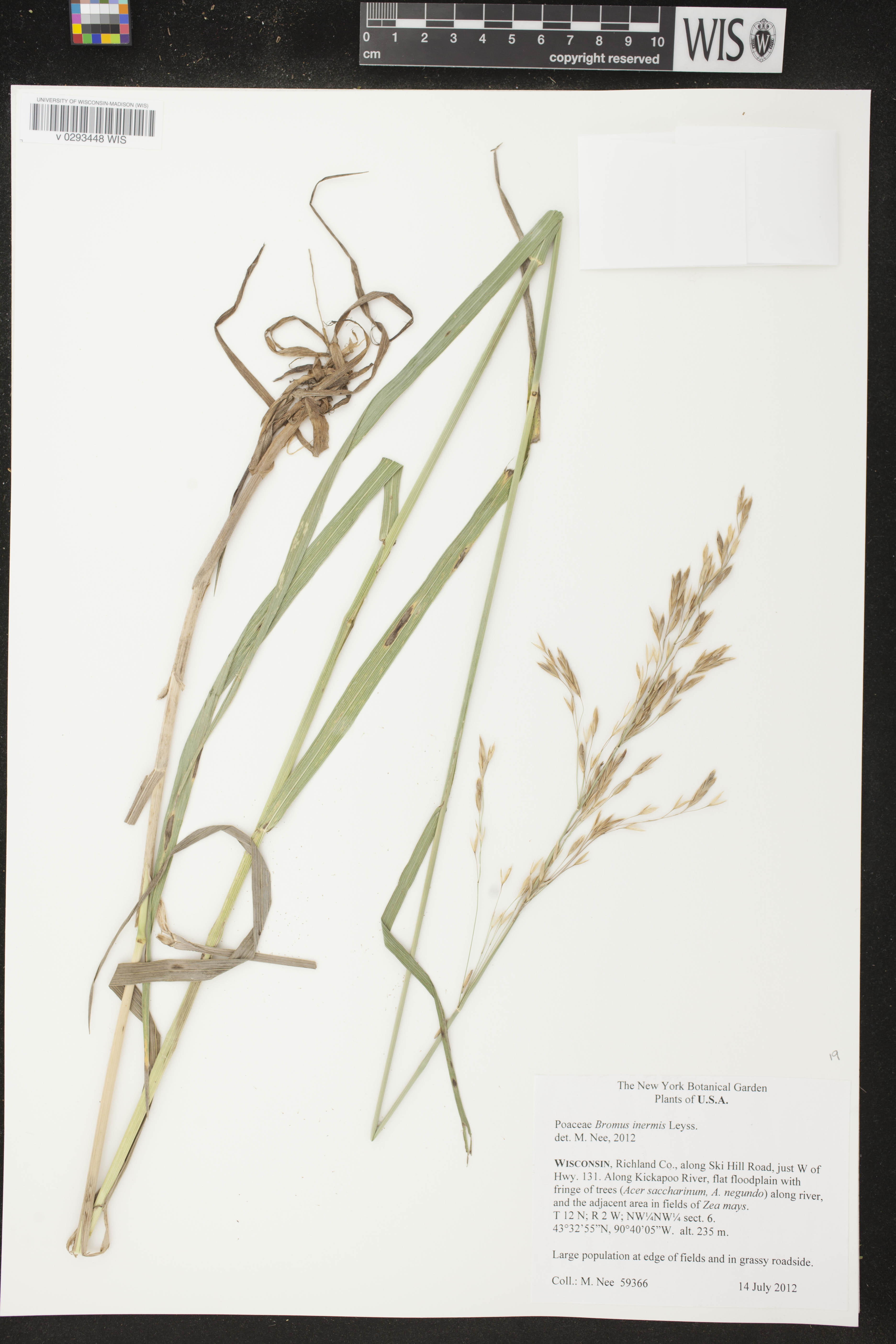 Bromus inermis image