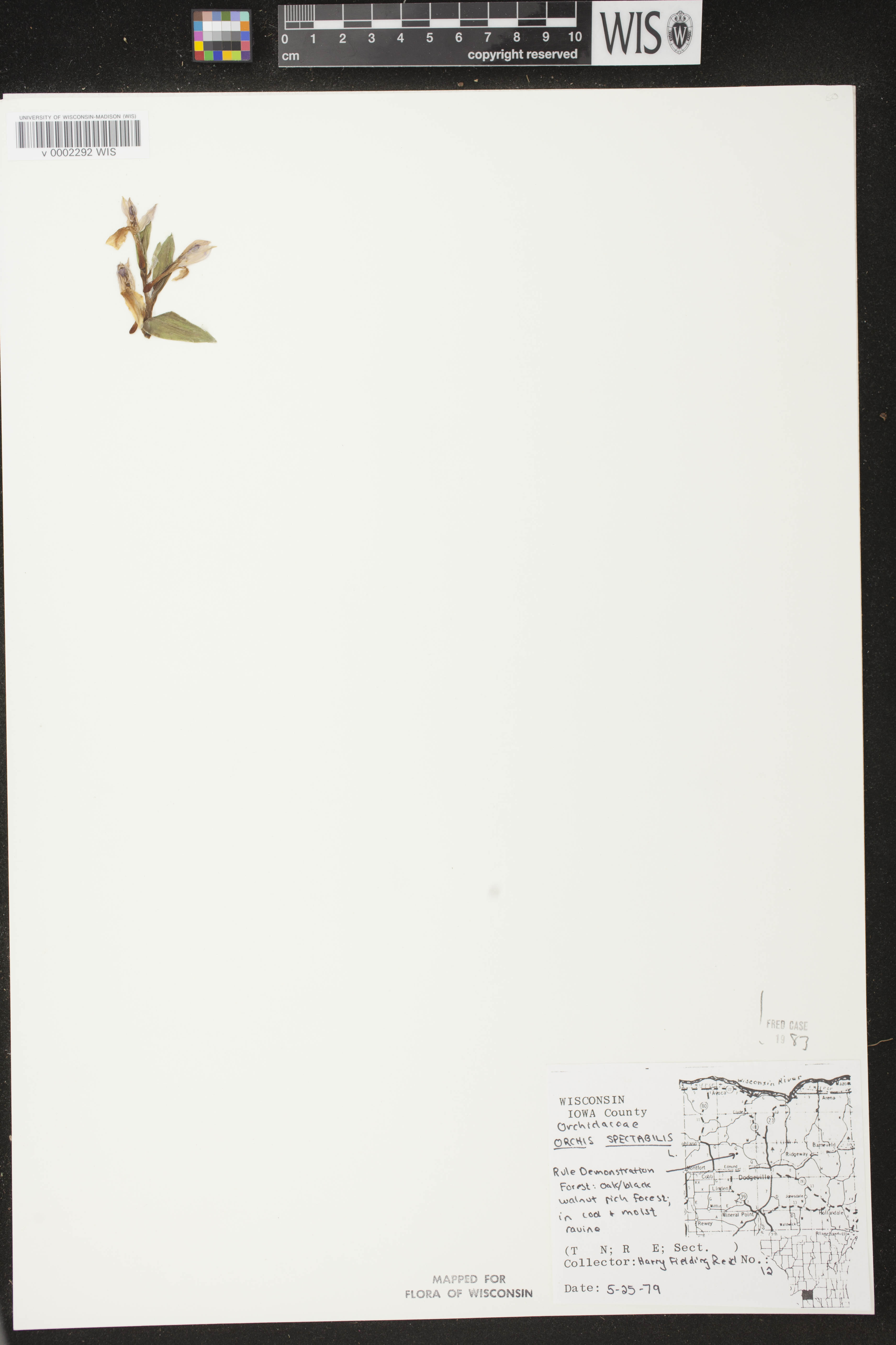 Galearis spectabilis image