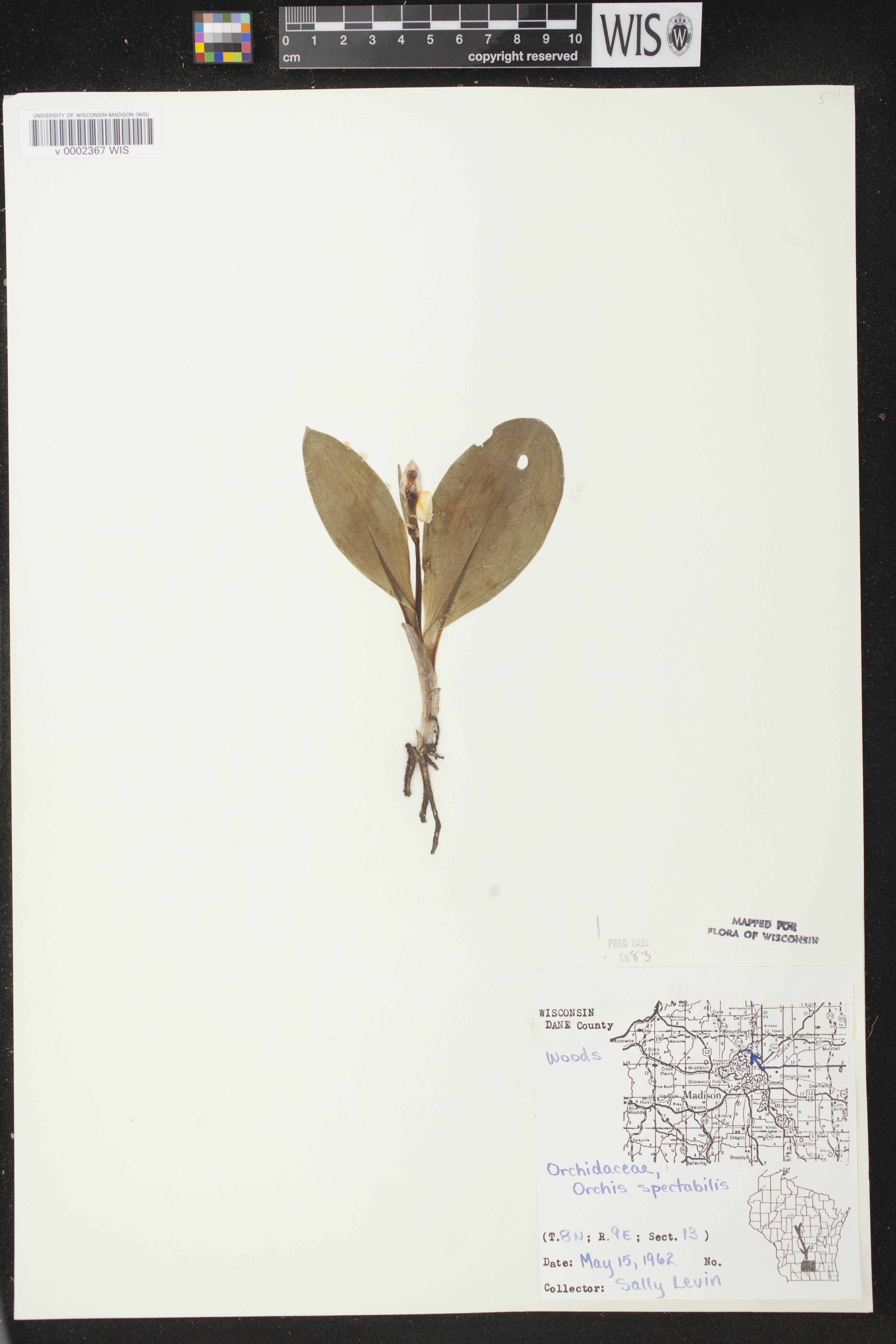 Galearis spectabilis image