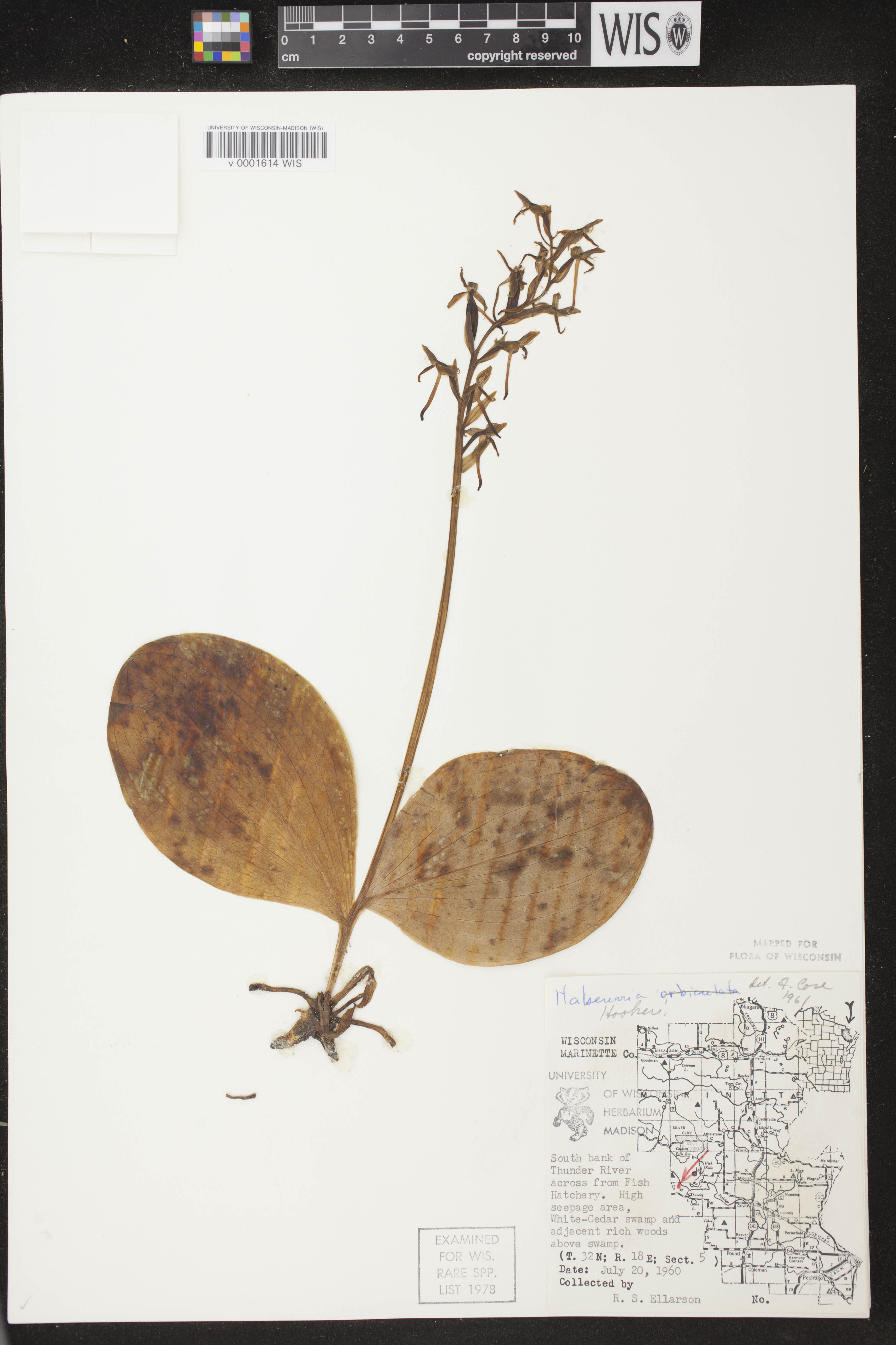 Platanthera hookeri image