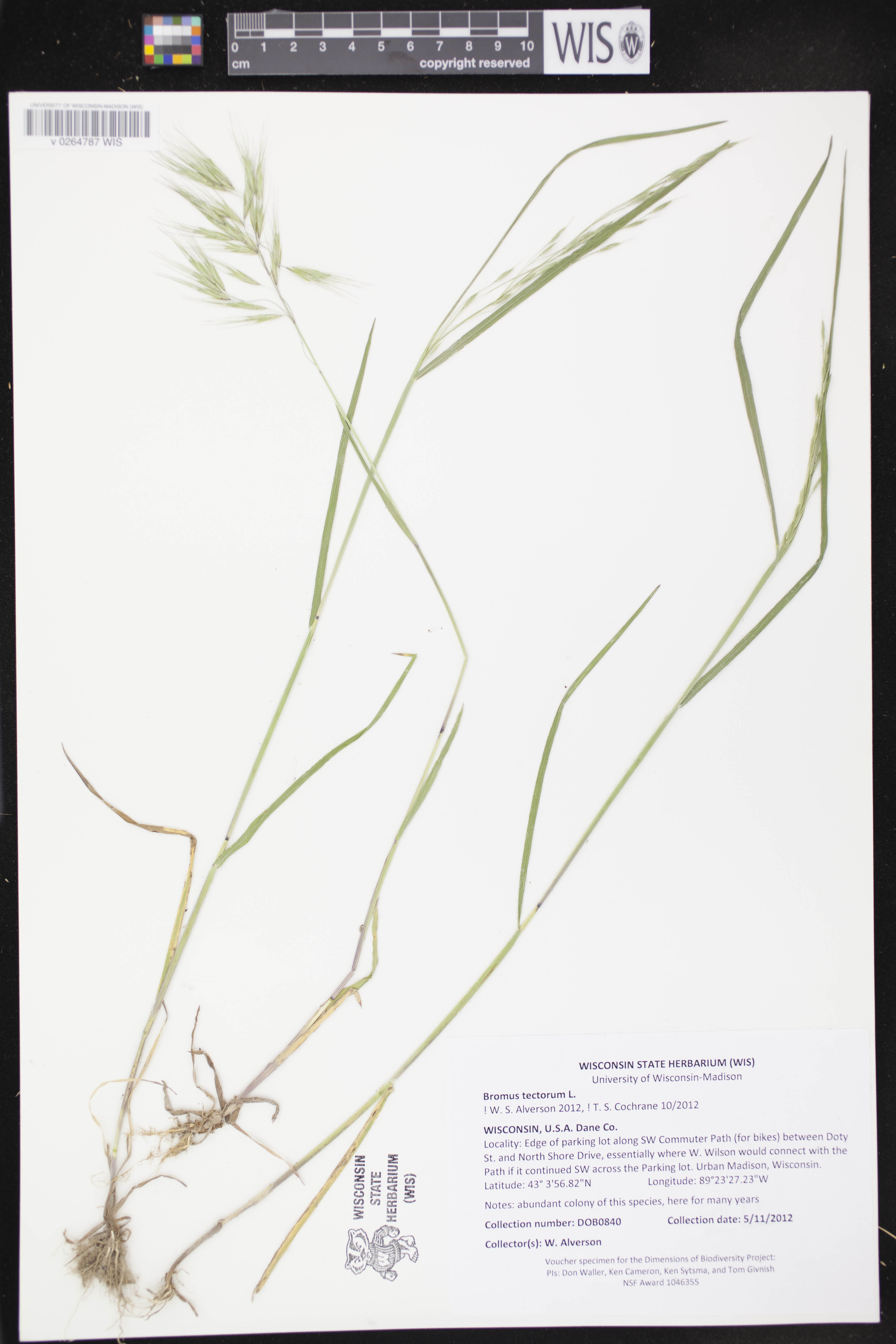 Bromus tectorum image