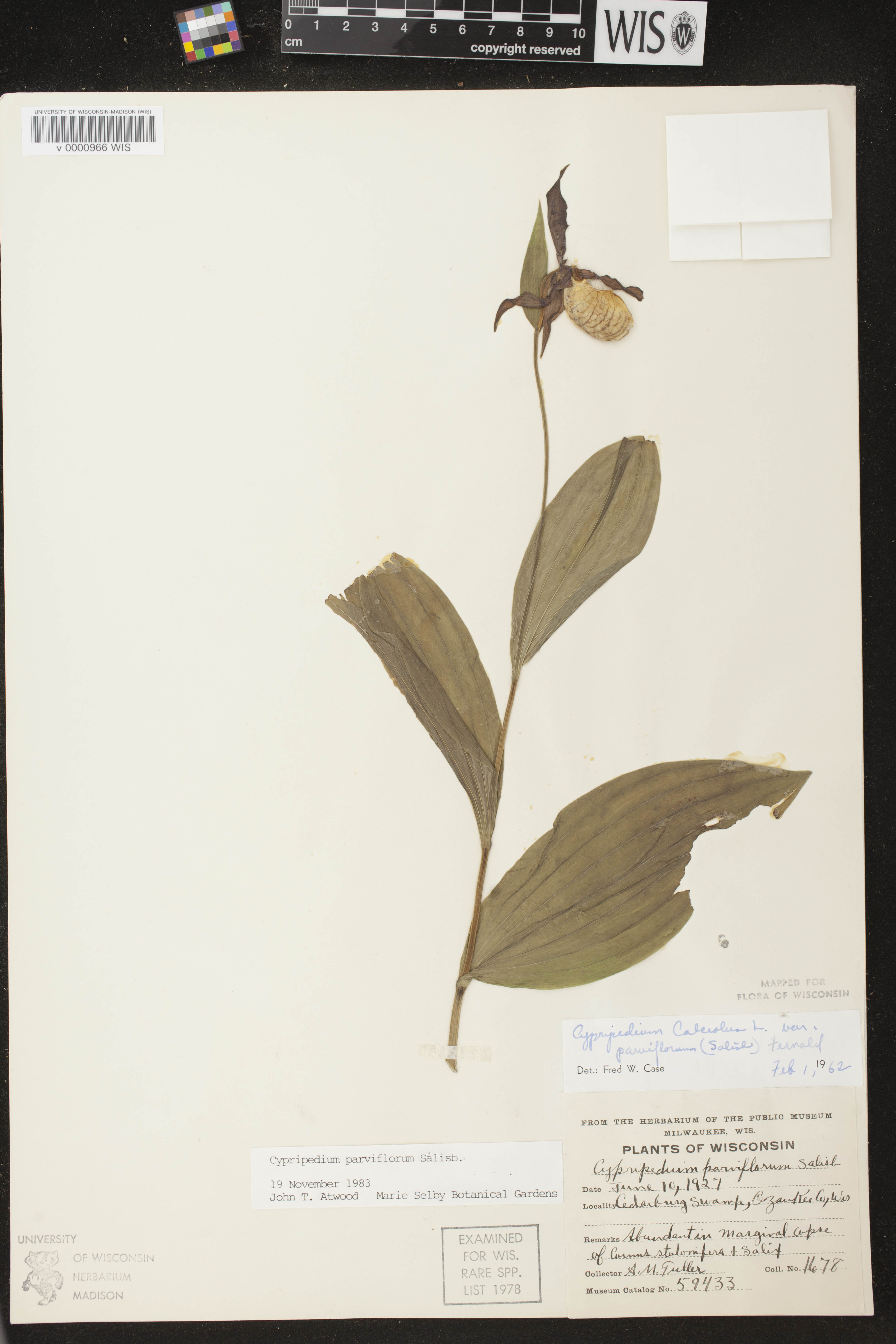 Cypripedium parviflorum image