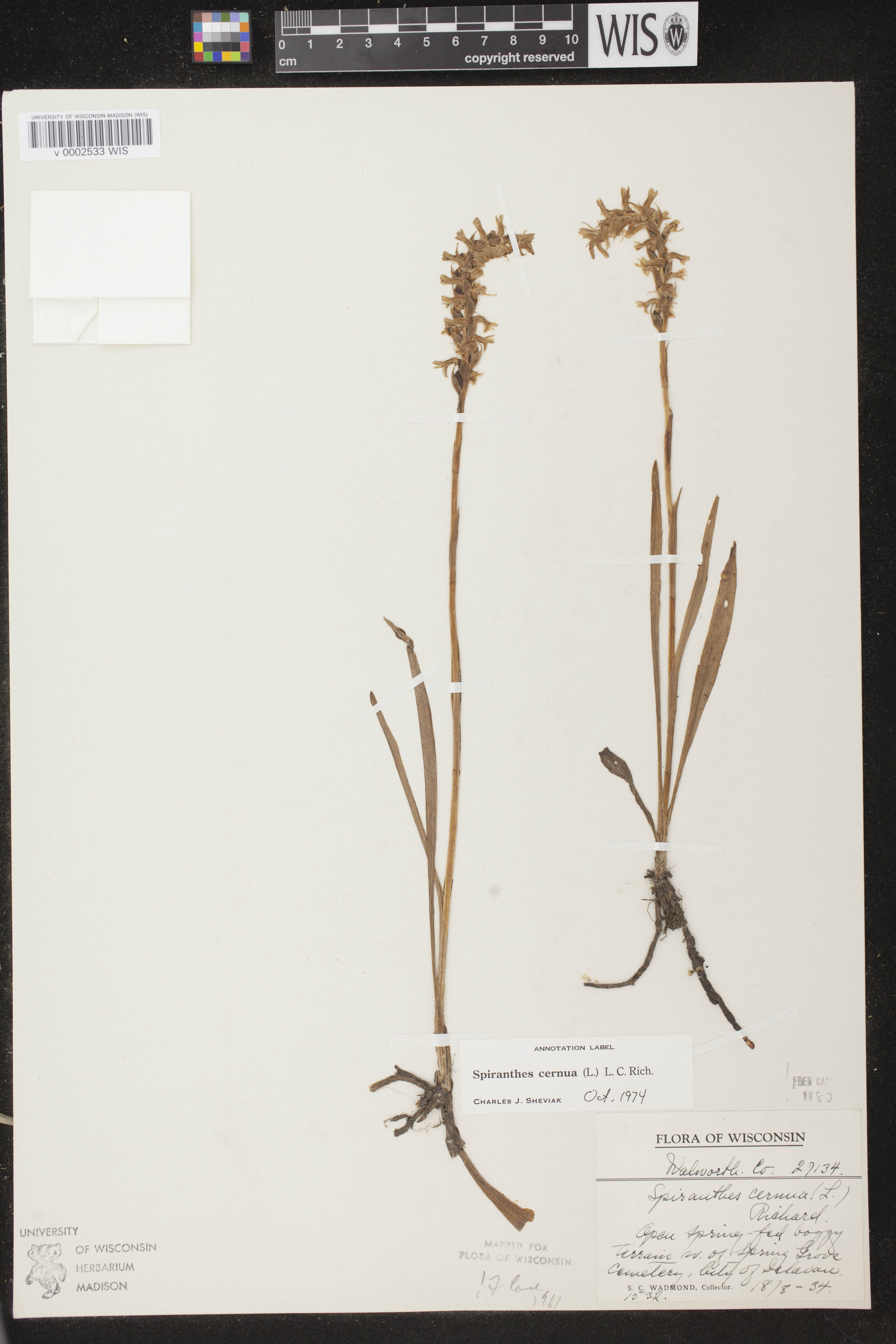 Spiranthes cernua image