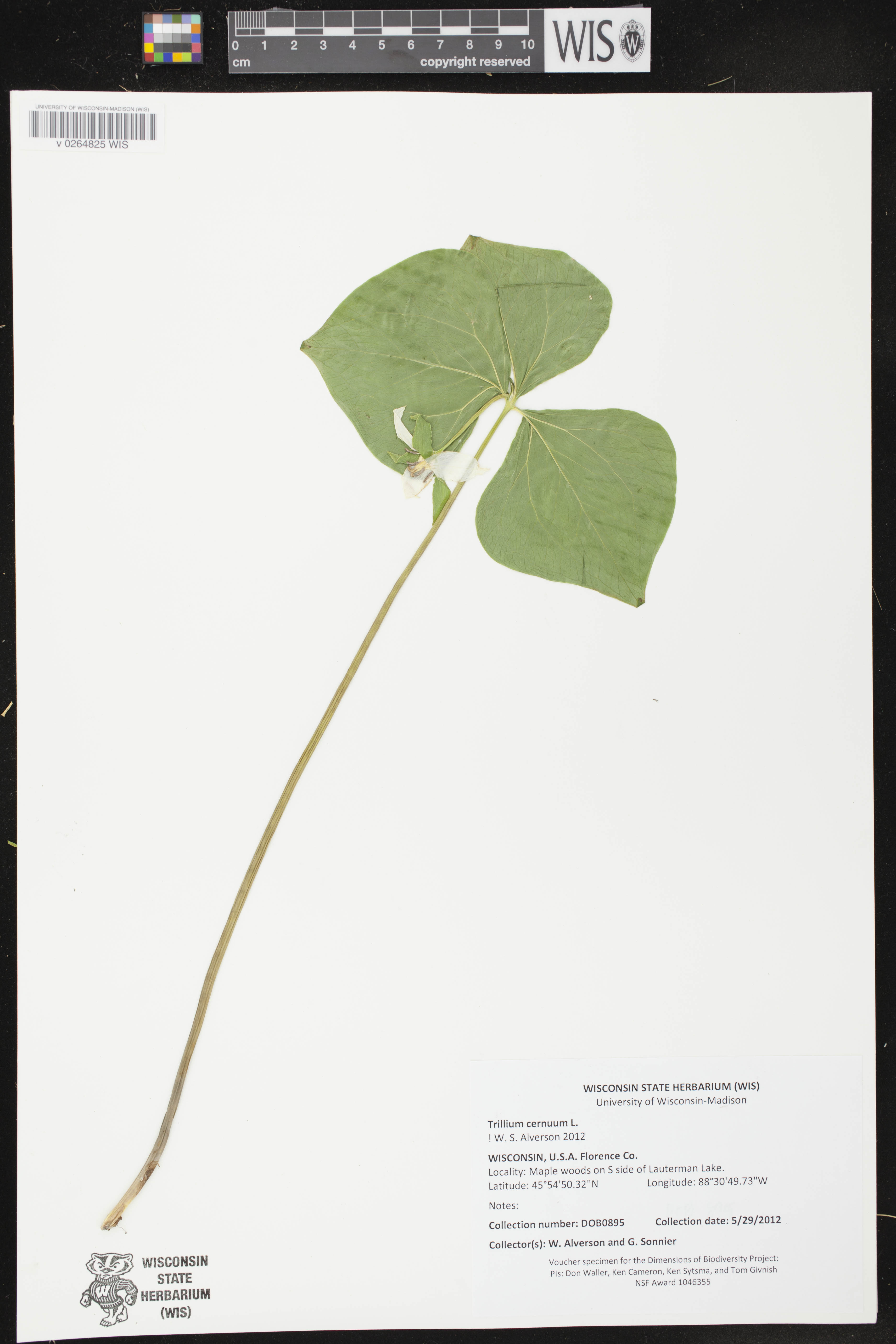 Trillium cernuum image