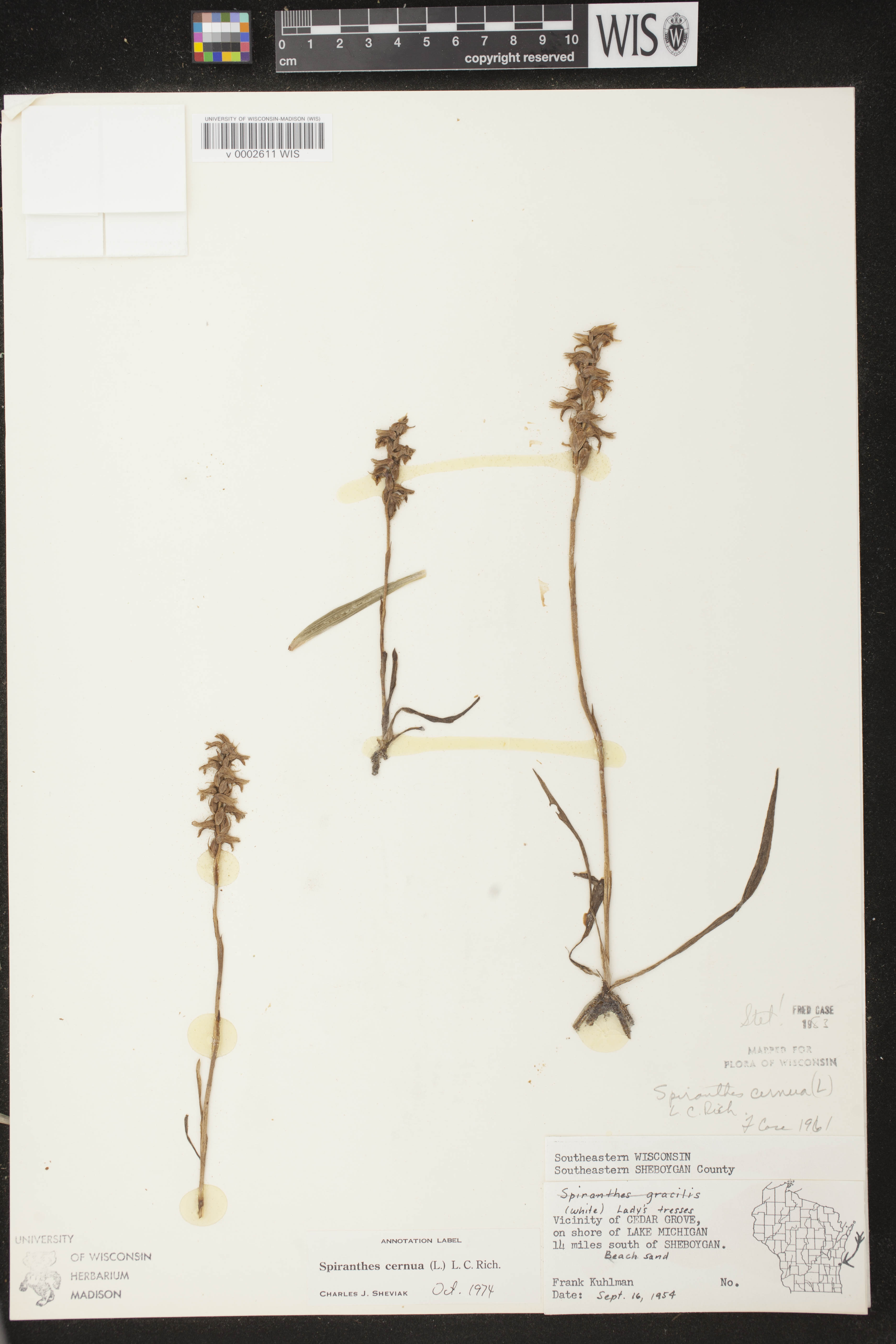 Spiranthes cernua image