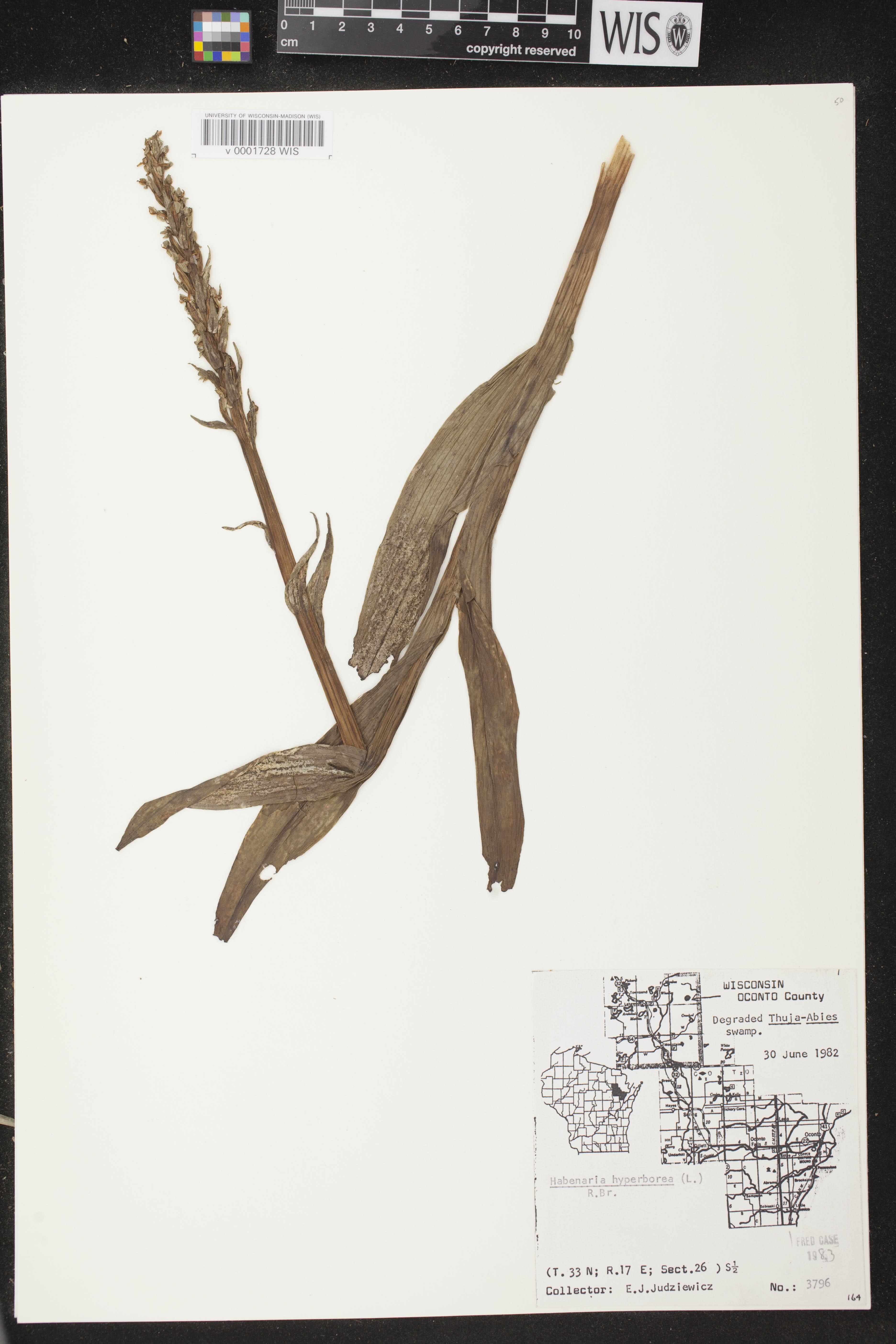 Platanthera huronensis image
