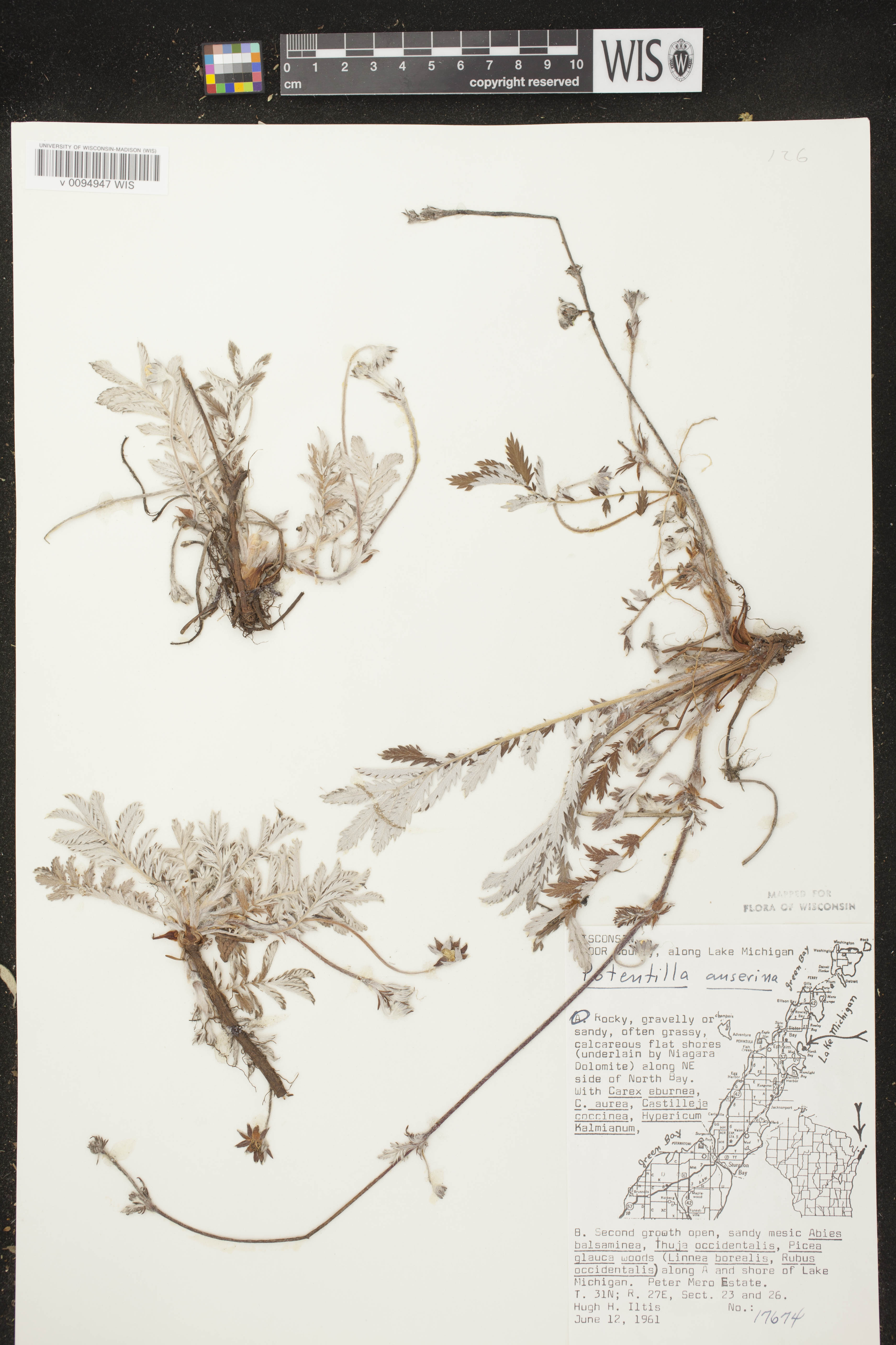 Potentilla anserina subsp. anserina image