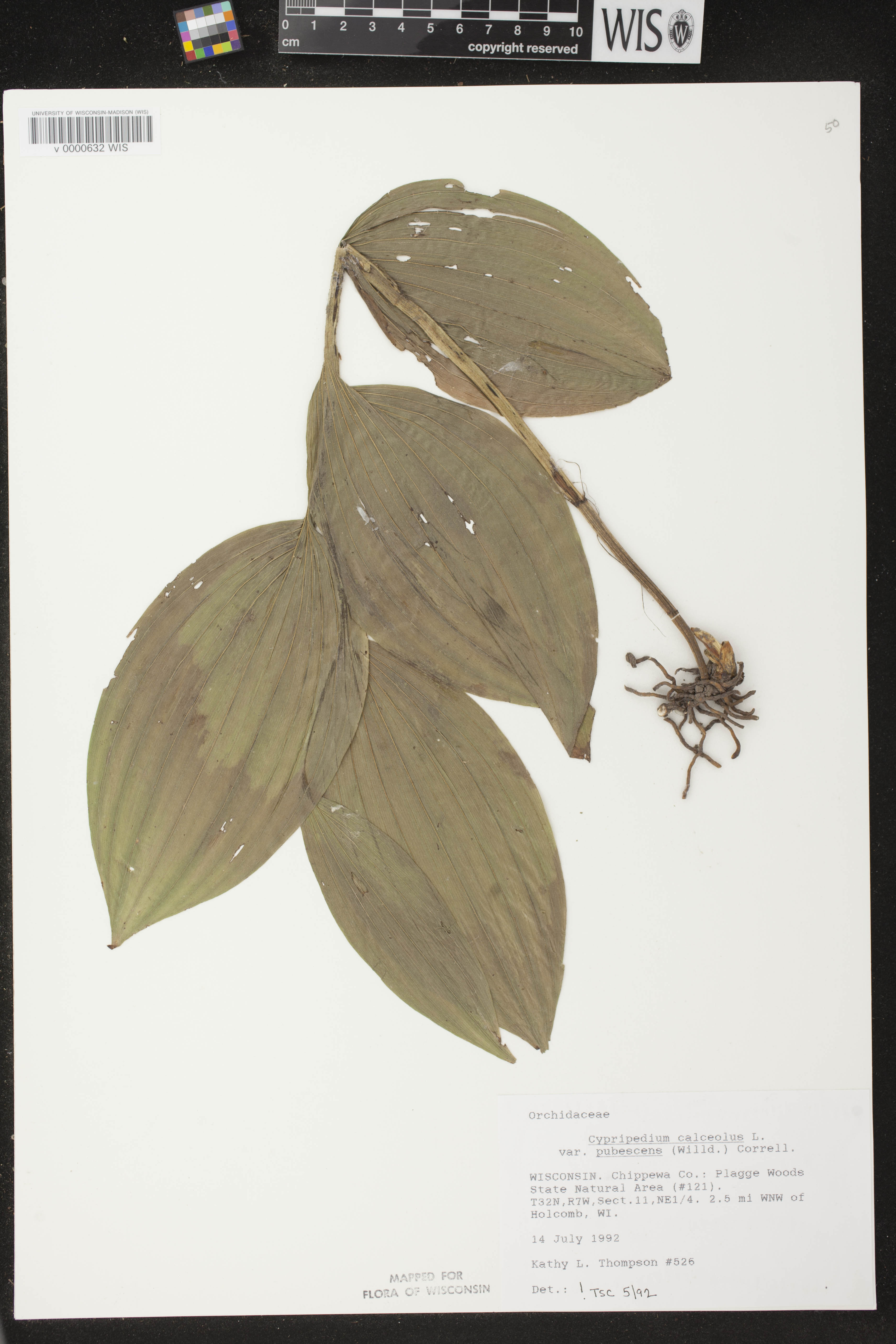 Cypripedium parviflorum image