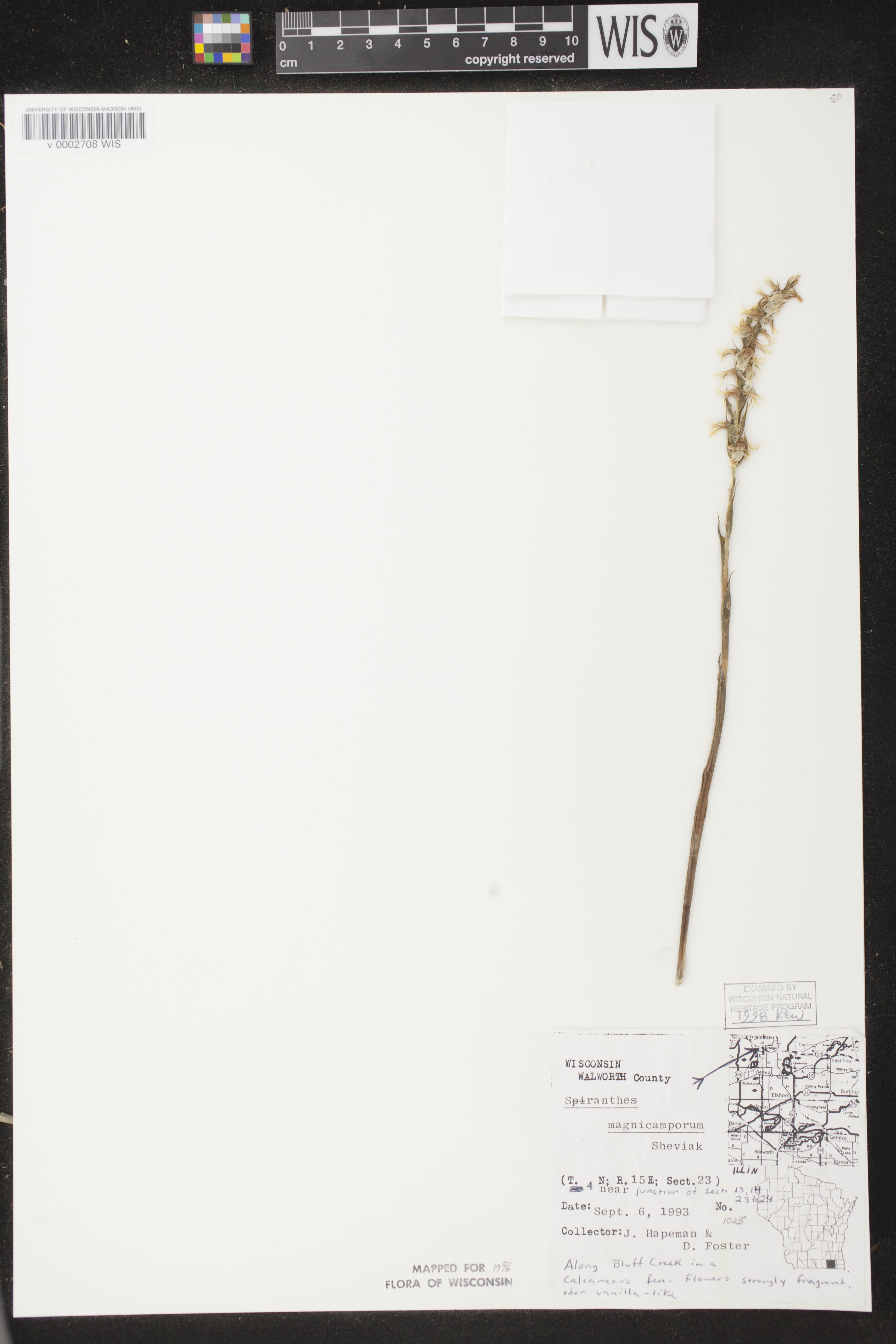 Spiranthes magnicamporum image