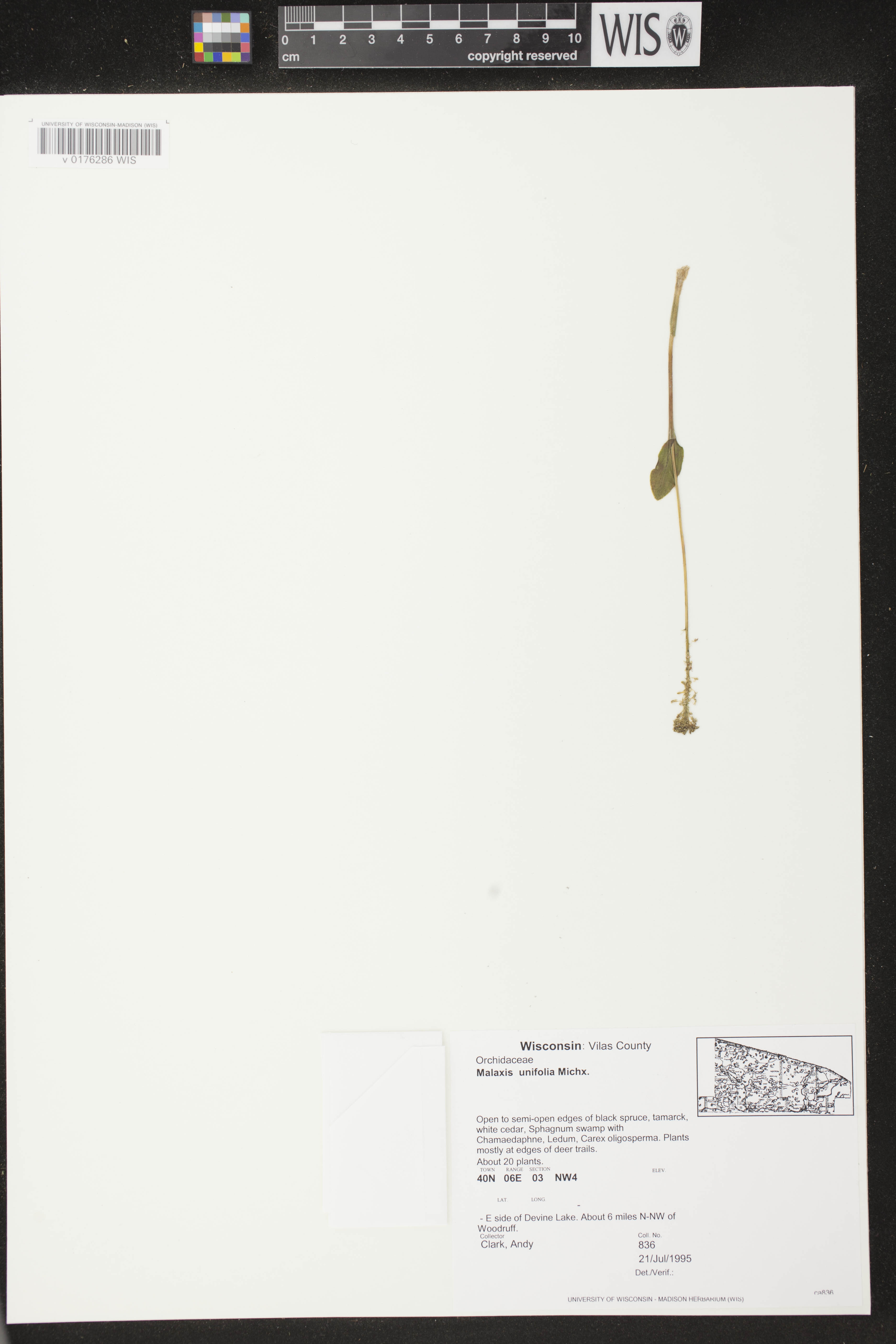 Malaxis unifolia image