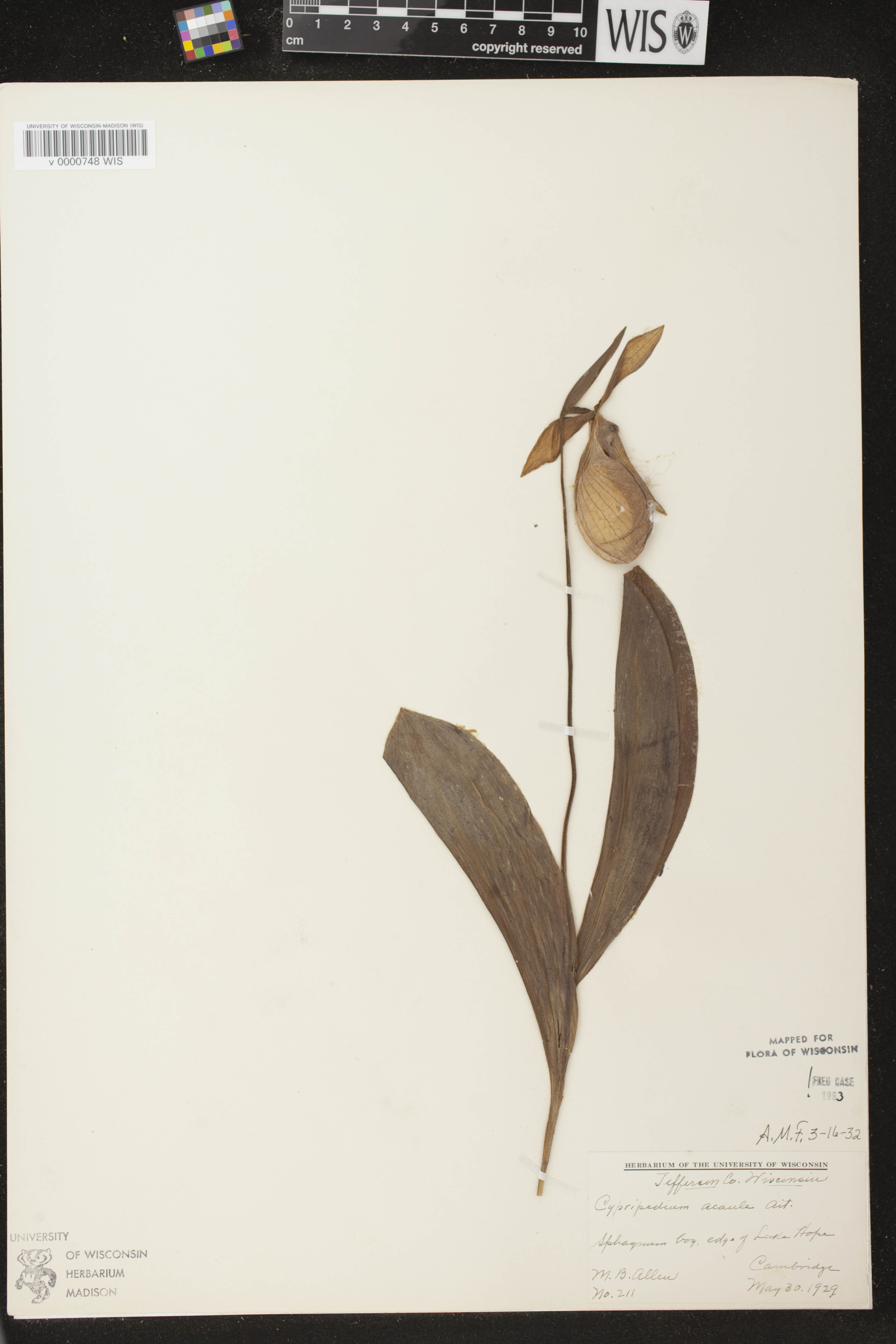 Cypripedium acaule image