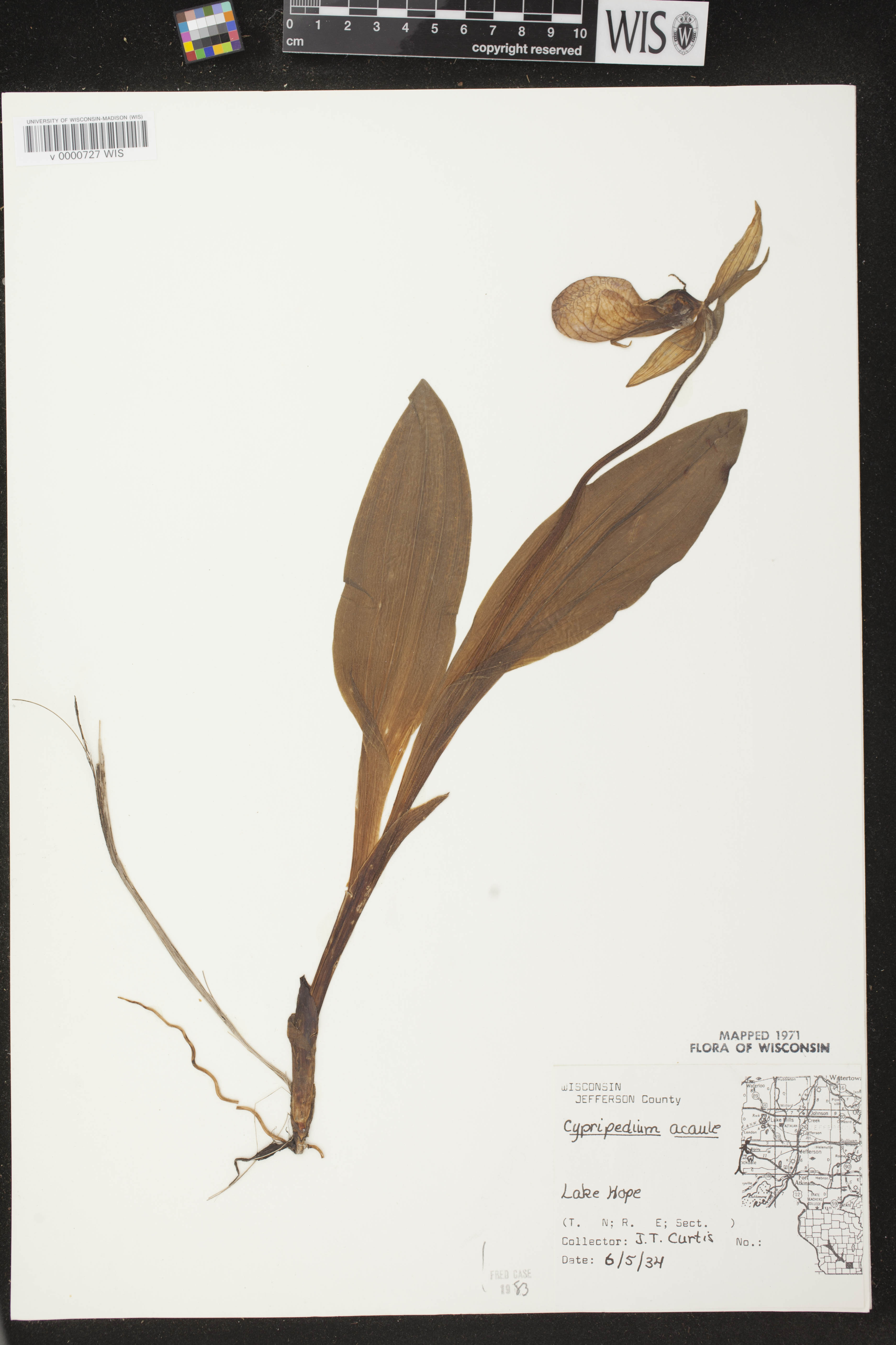 Cypripedium acaule image