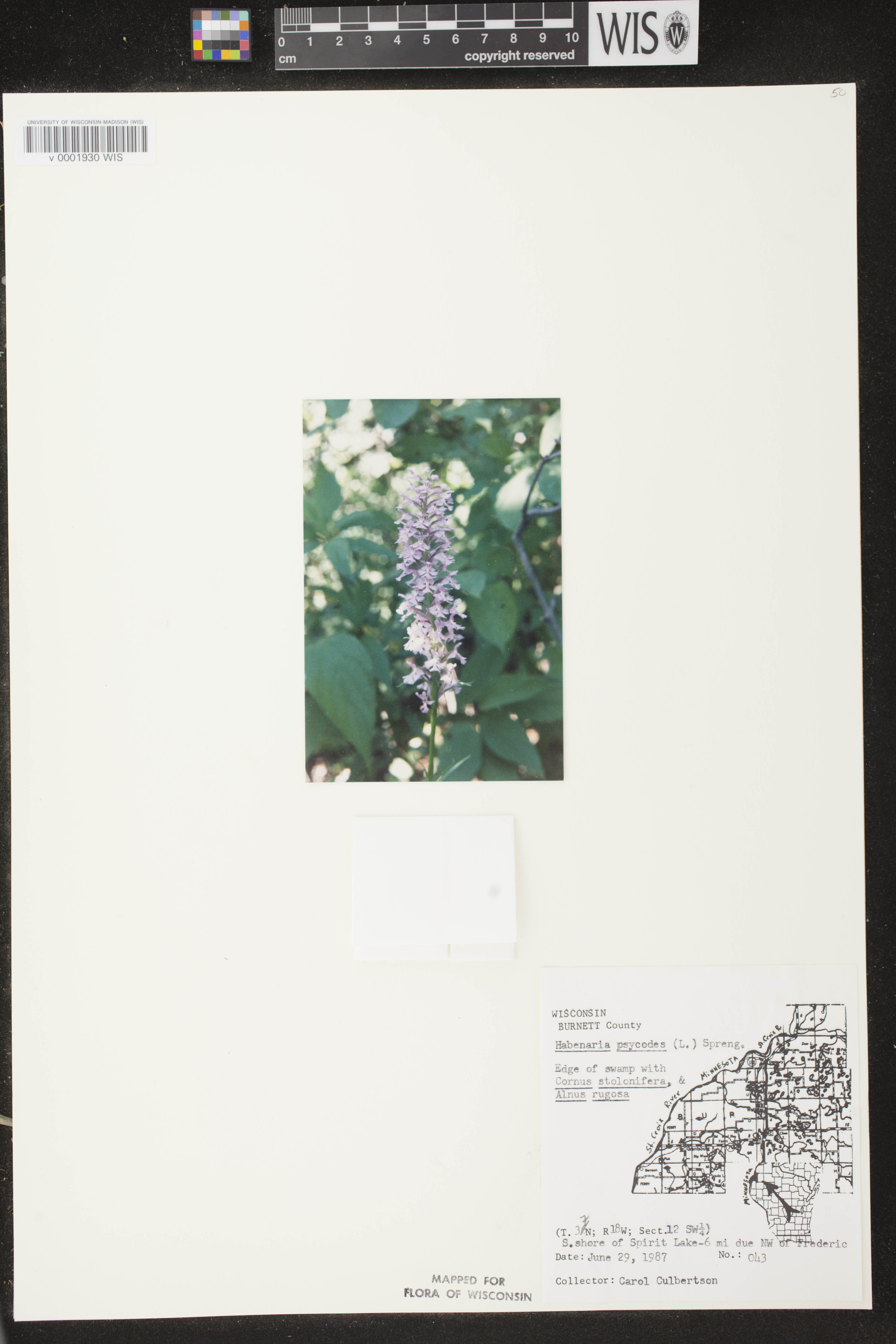 Platanthera psycodes image