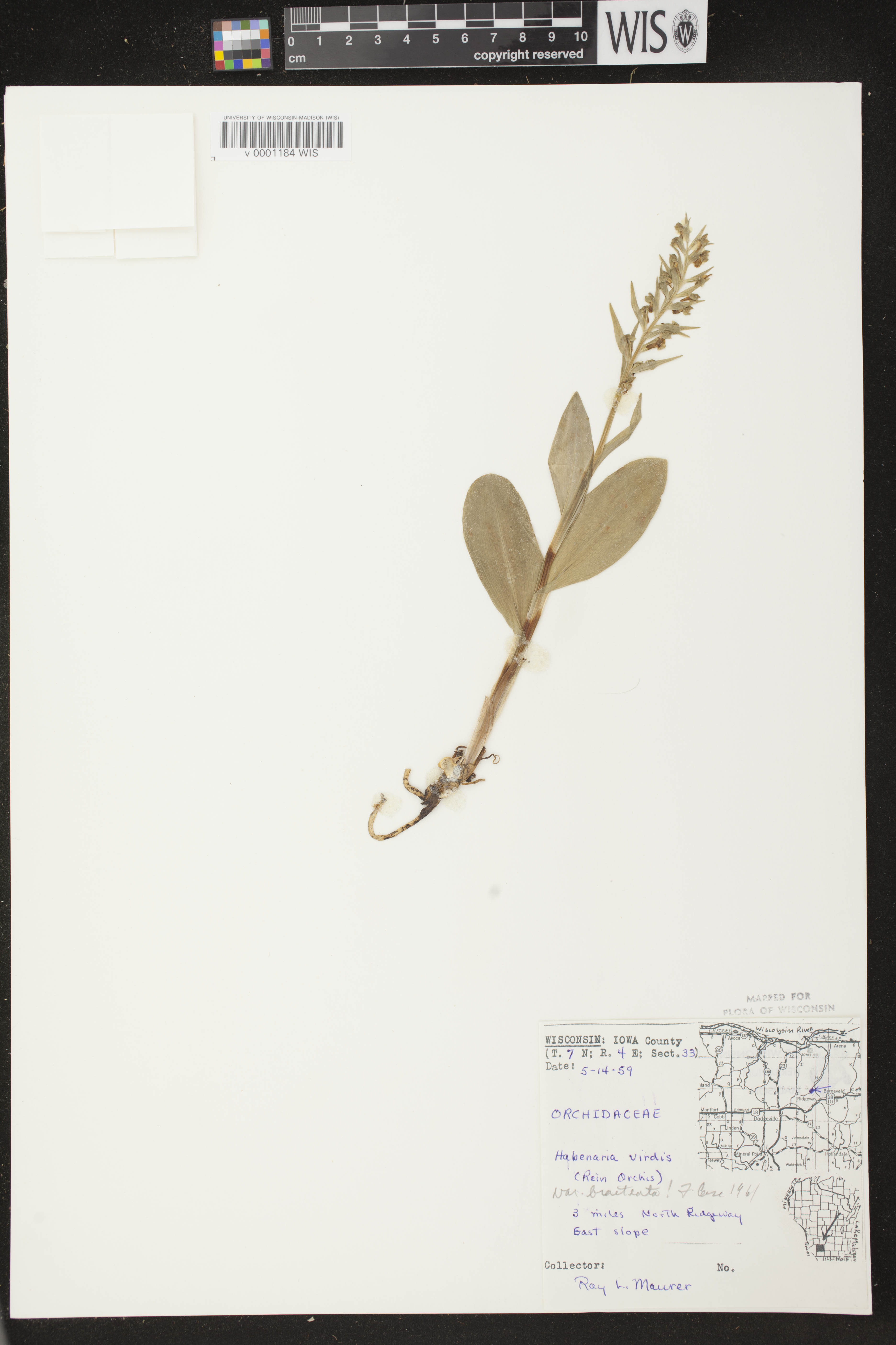 Coeloglossum viride var. virescens image