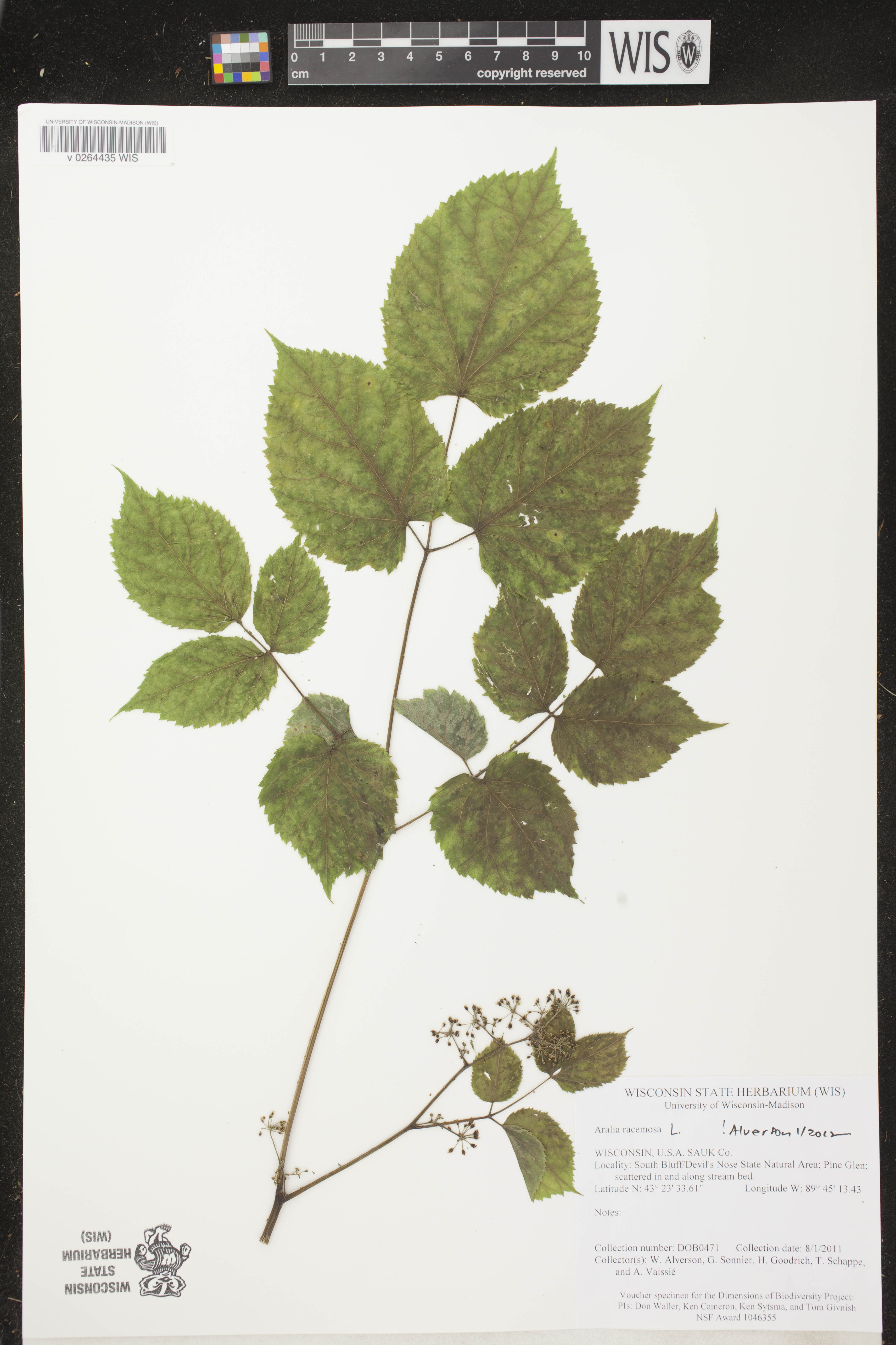 Aralia racemosa image