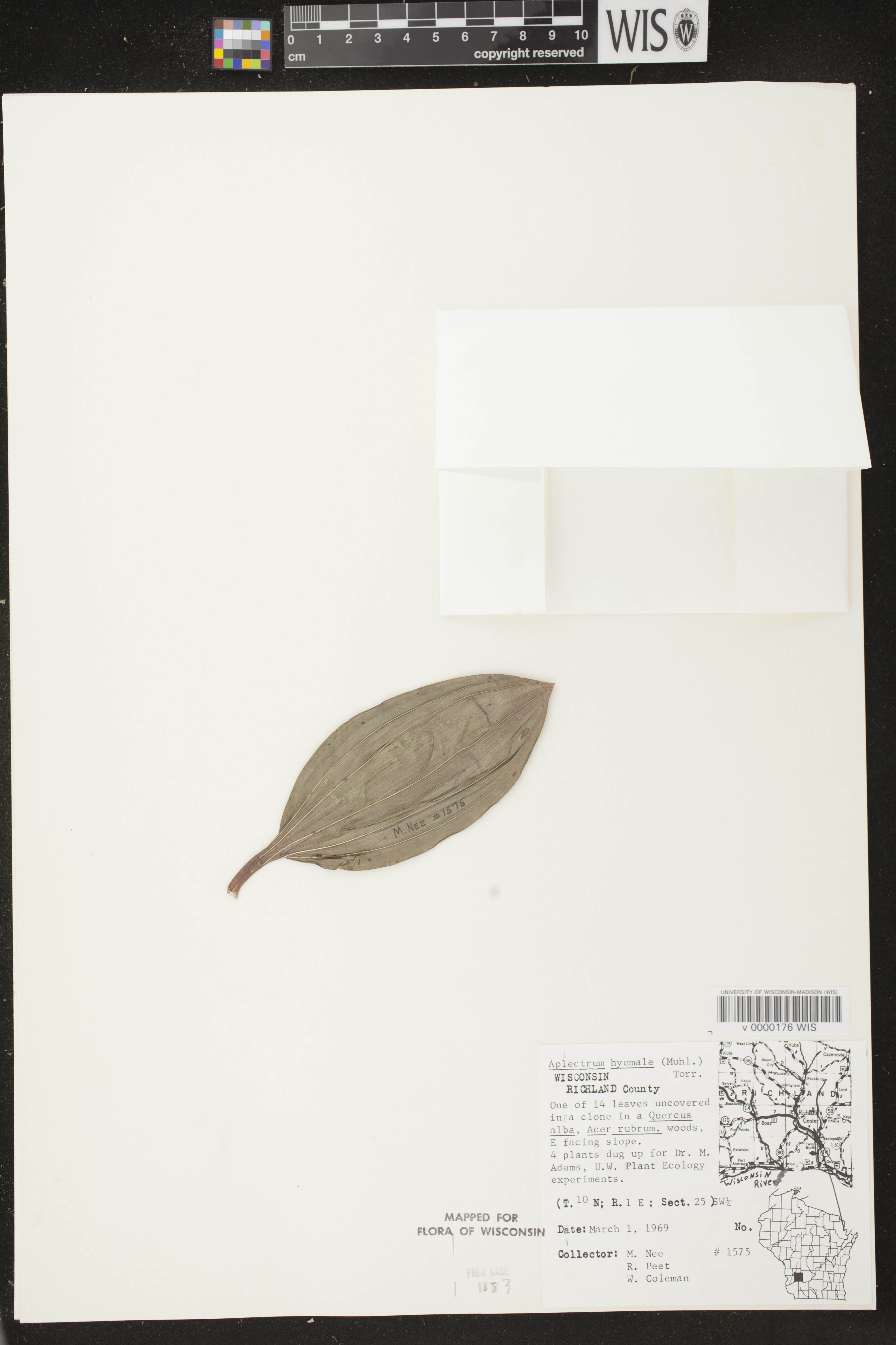 Aplectrum hyemale image