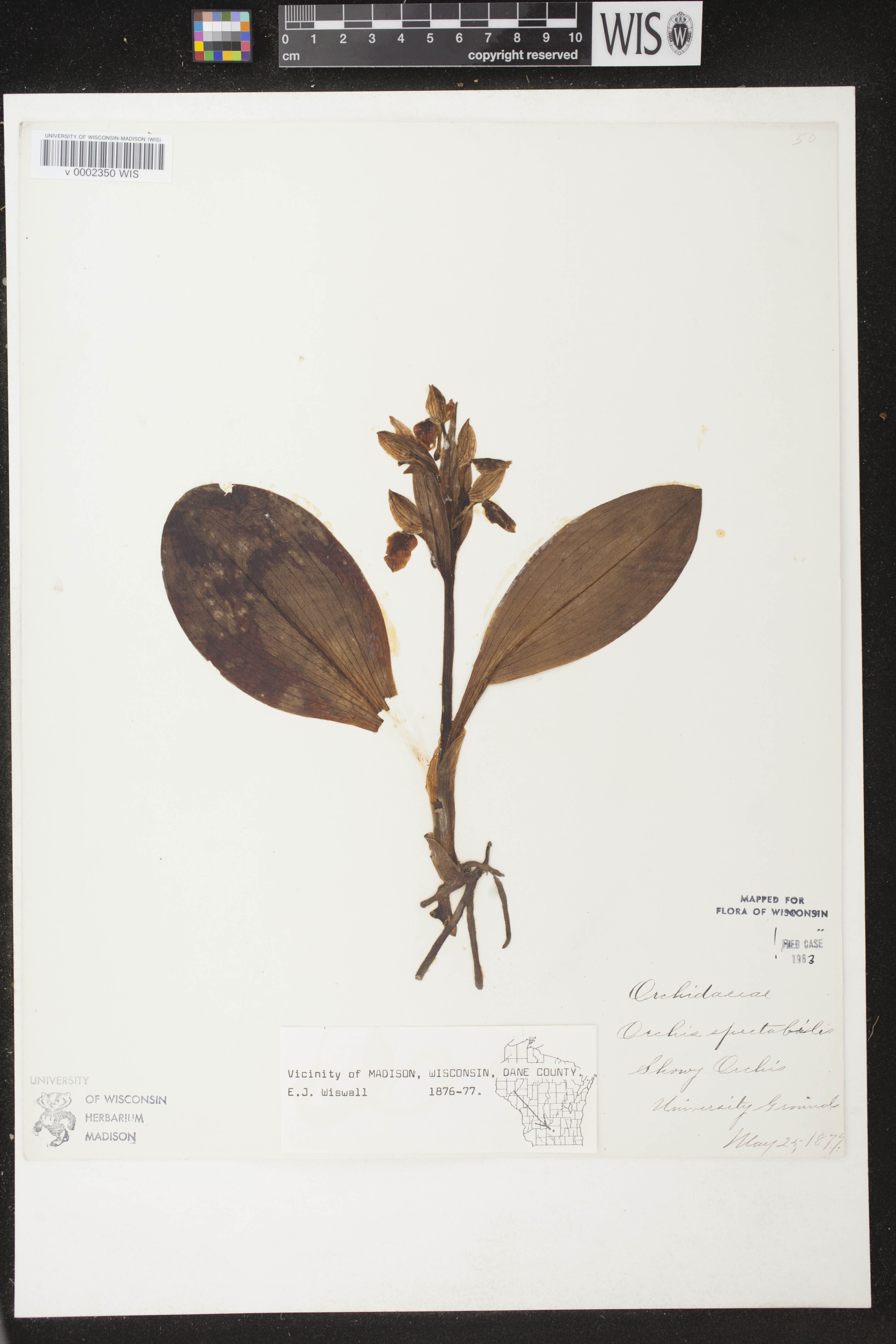 Galearis spectabilis image