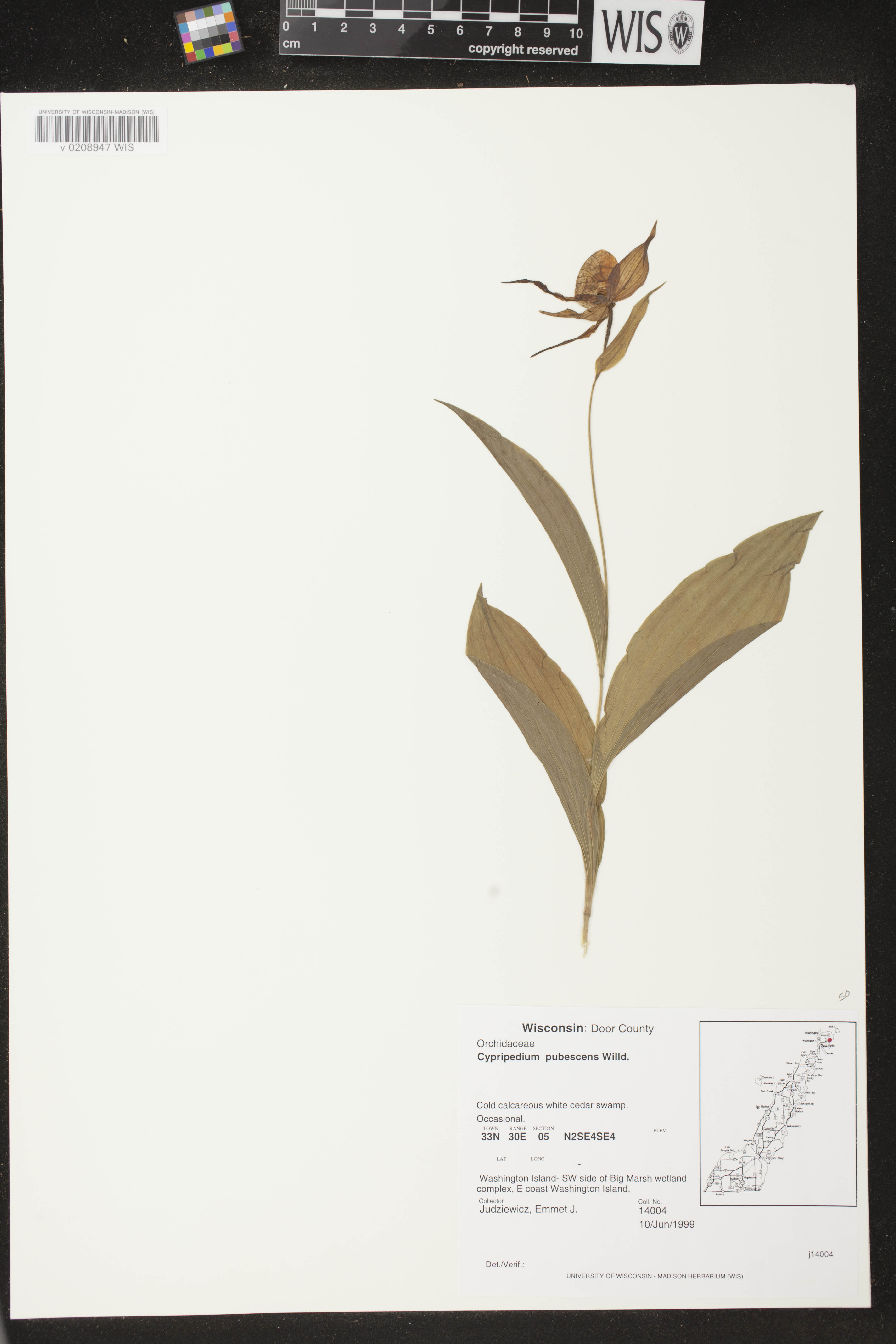 Cypripedium parviflorum var. pubescens image