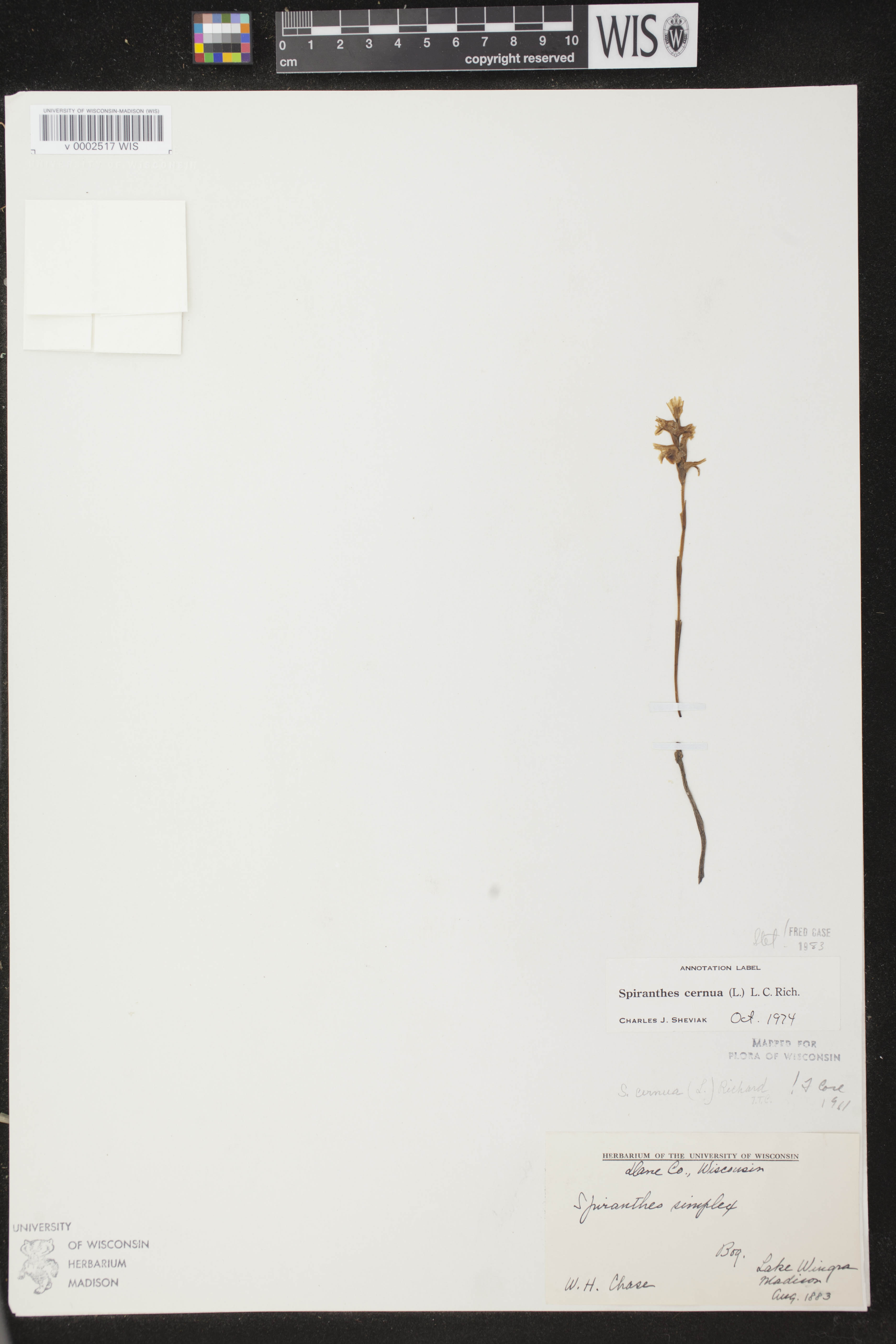 Spiranthes cernua image