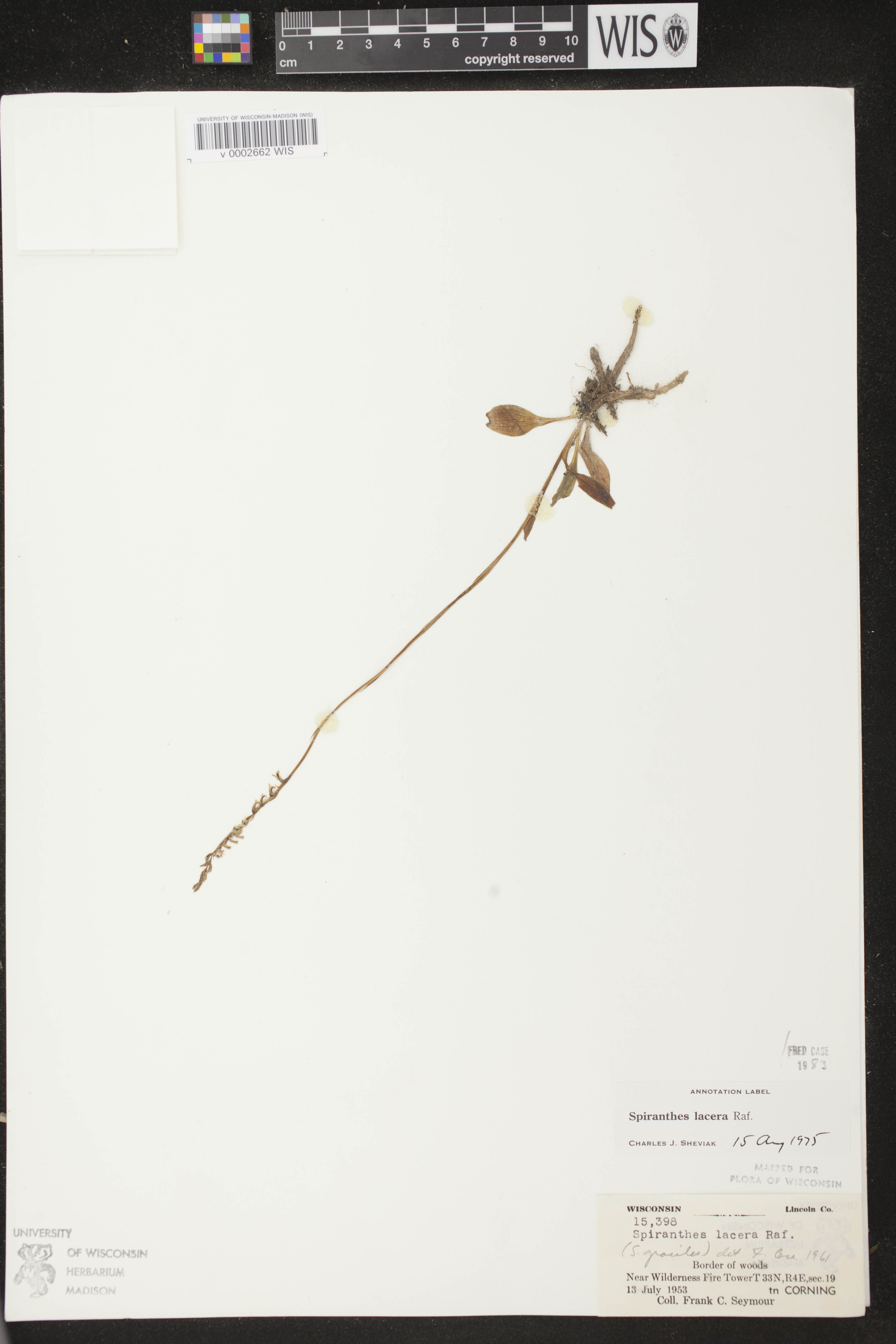 Spiranthes lacera var. lacera image