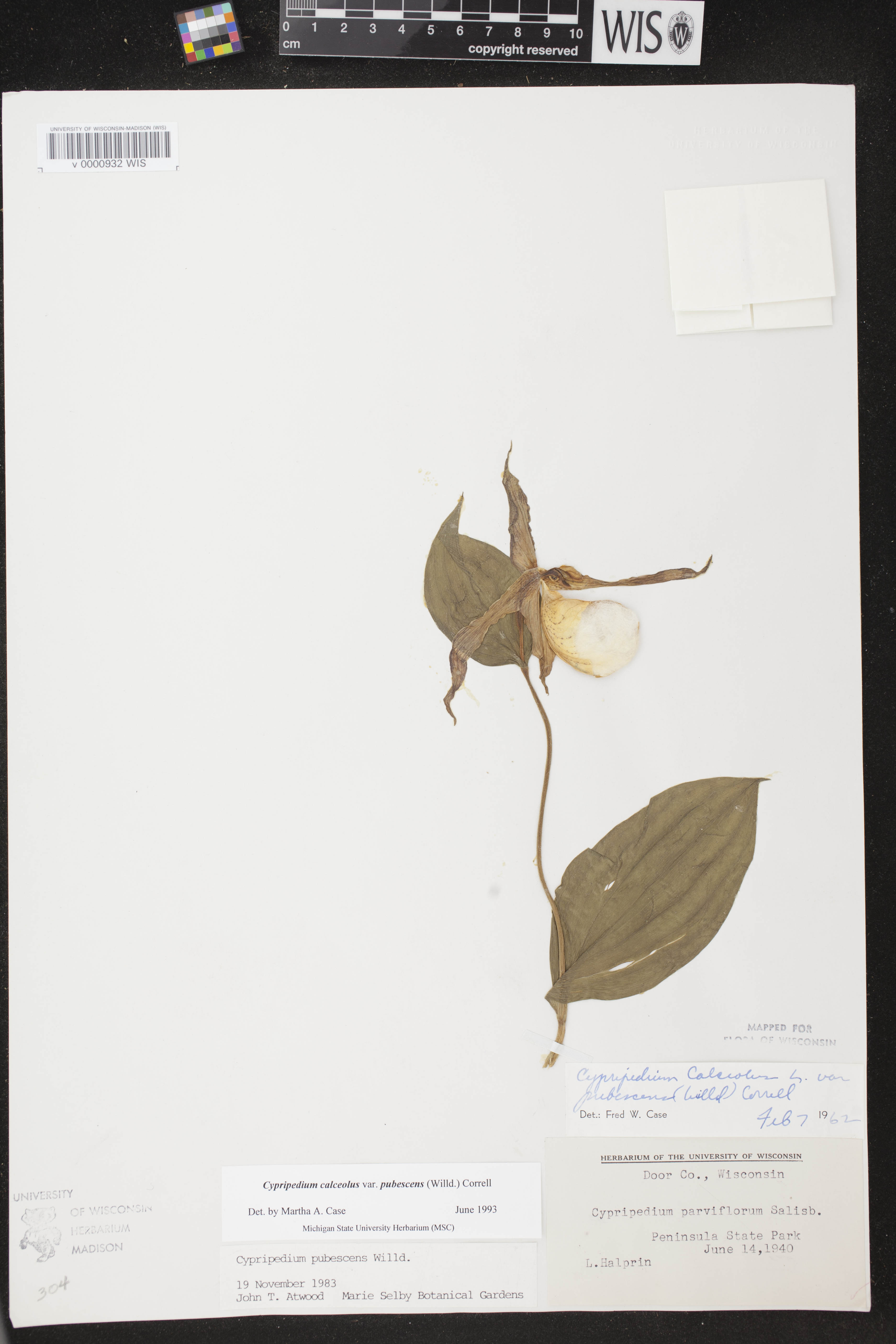 Cypripedium parviflorum var. pubescens image