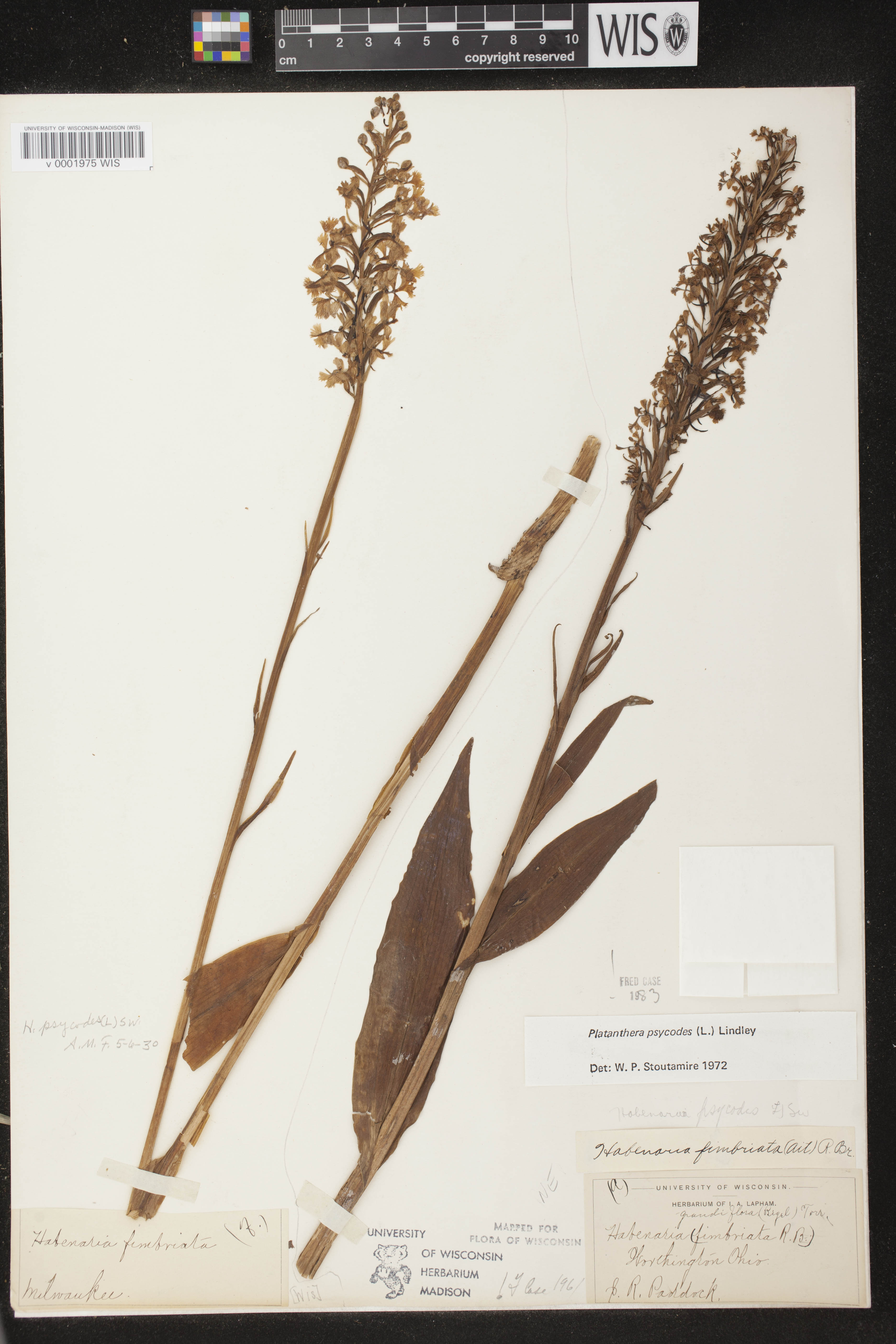 Platanthera psycodes image