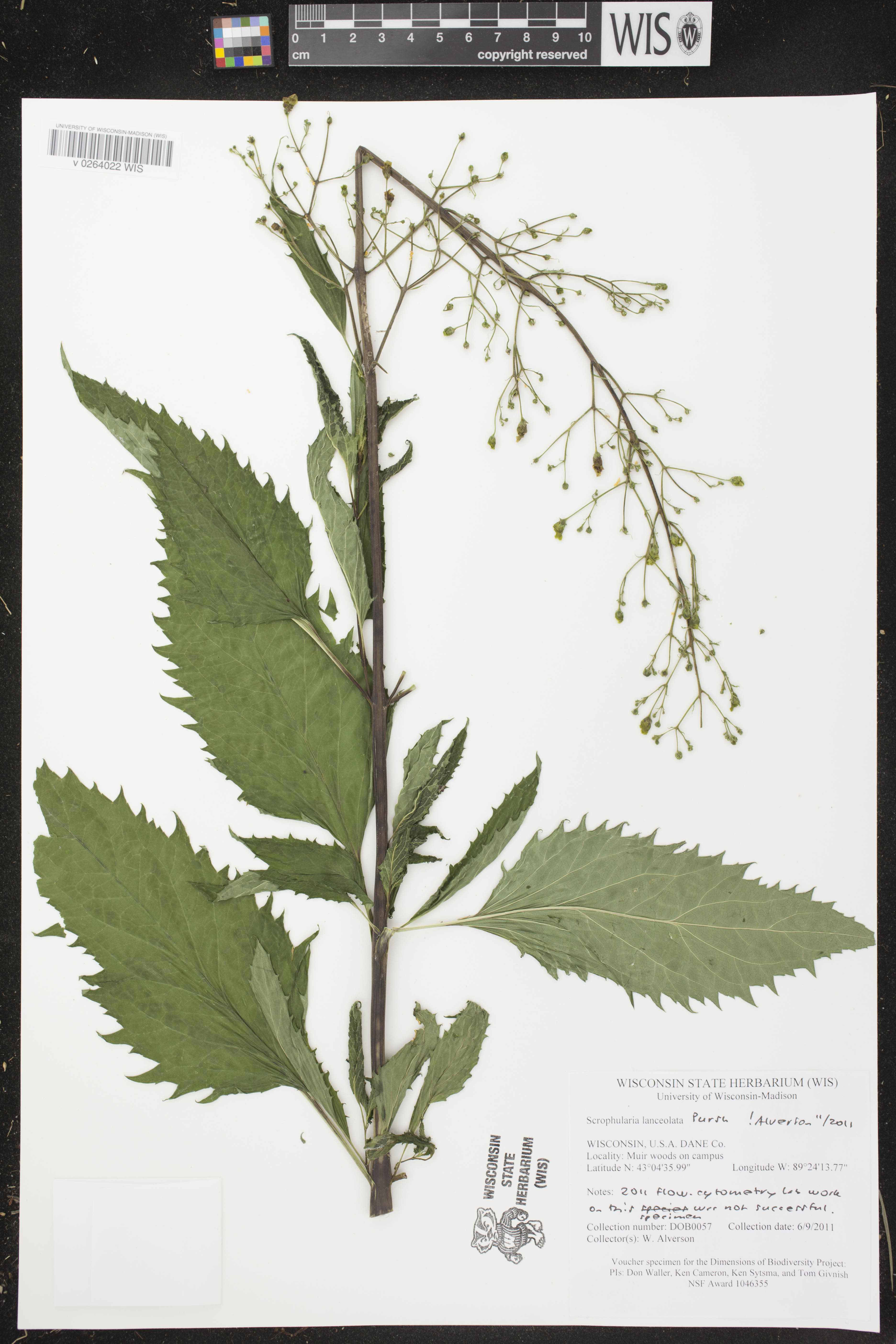 Scrophularia lanceolata image