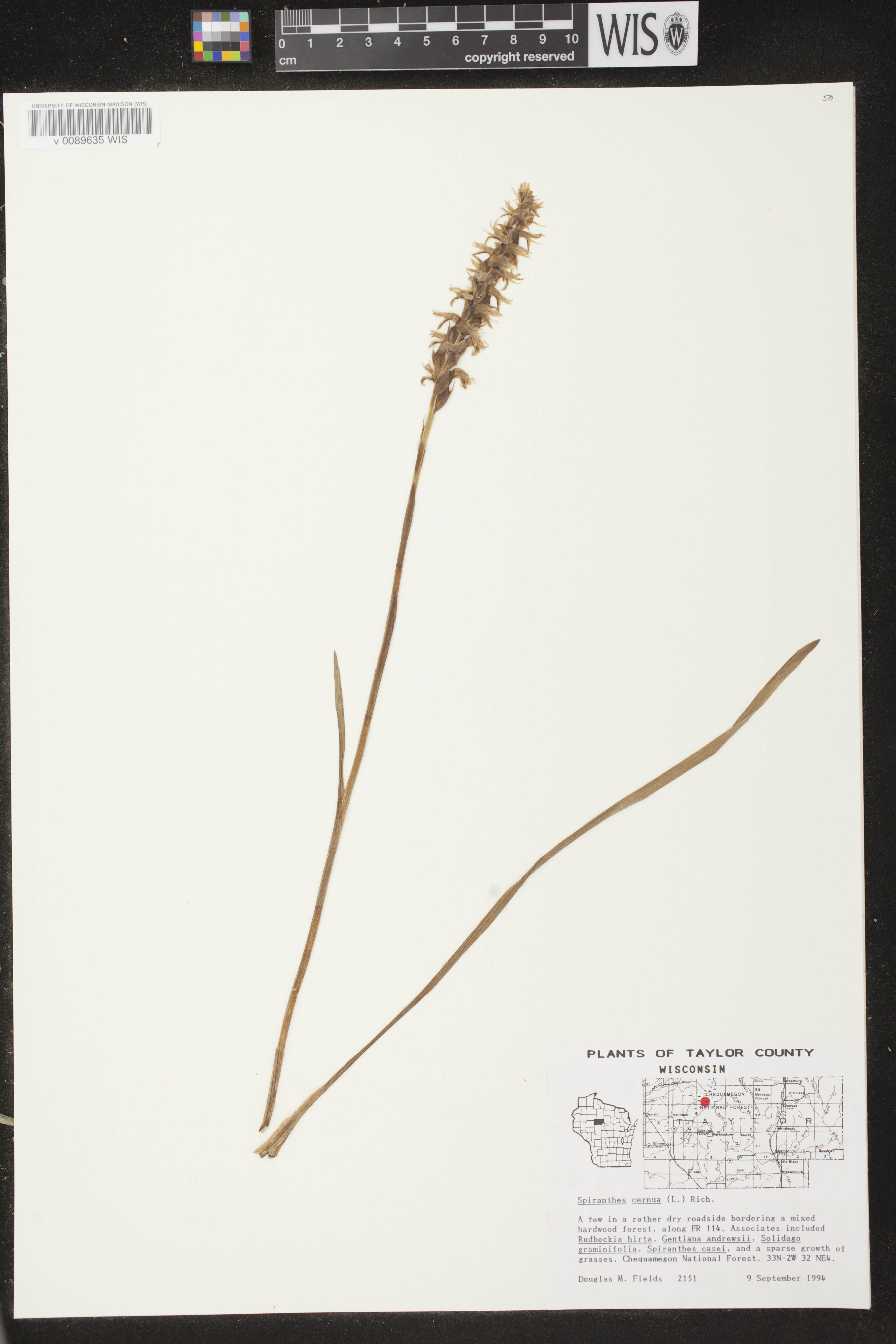 Spiranthes cernua image