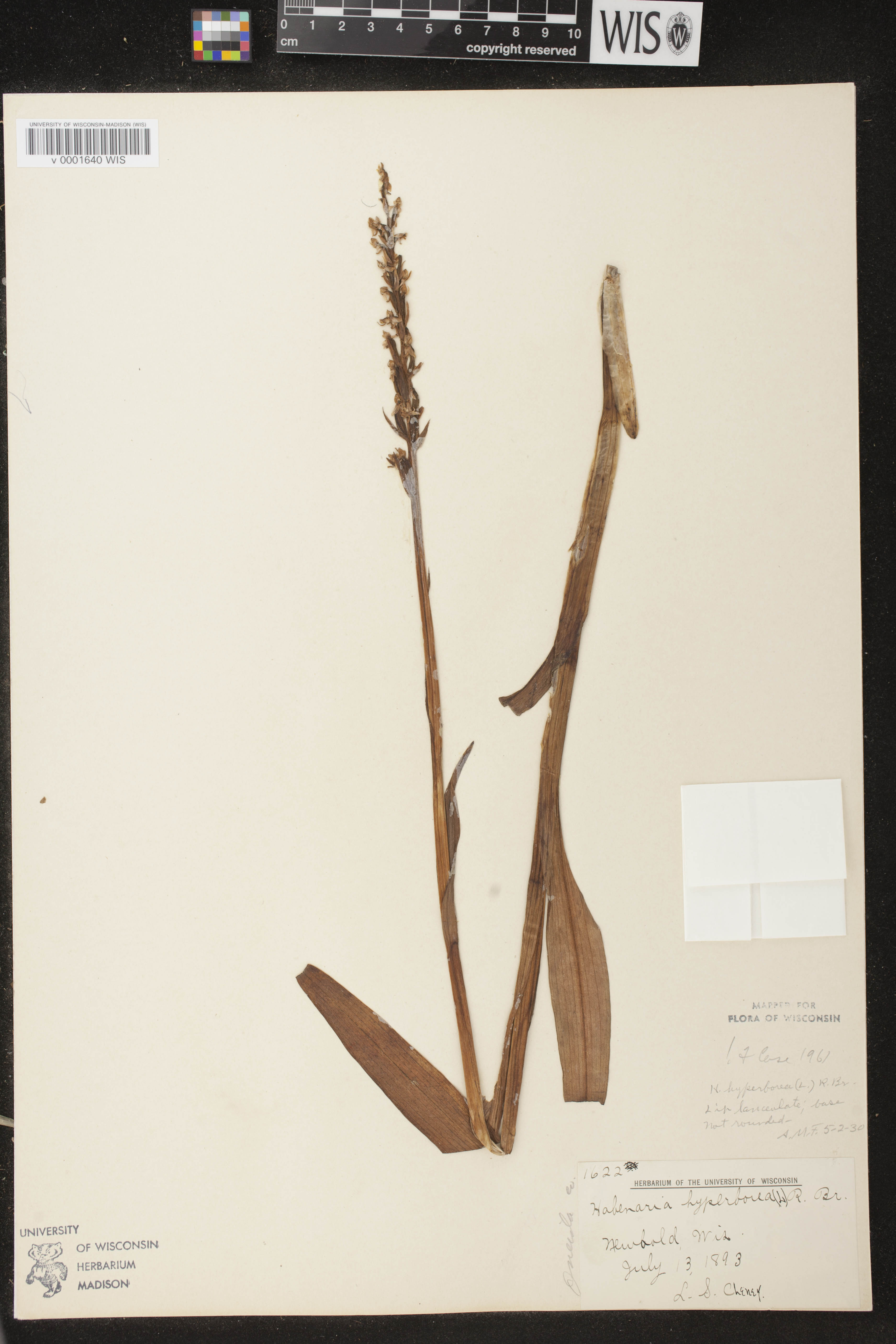 Platanthera huronensis image