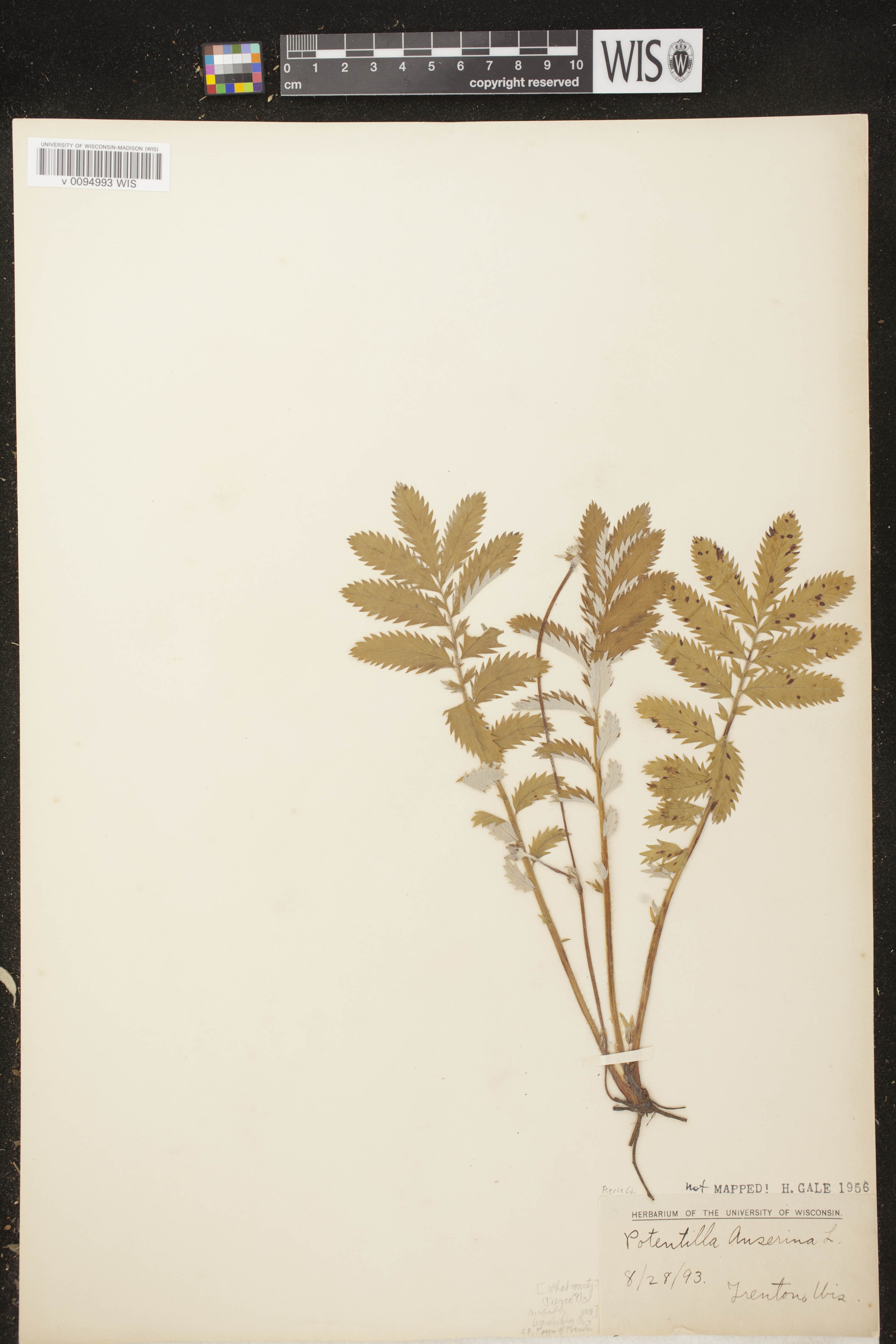 Potentilla anserina subsp. anserina image
