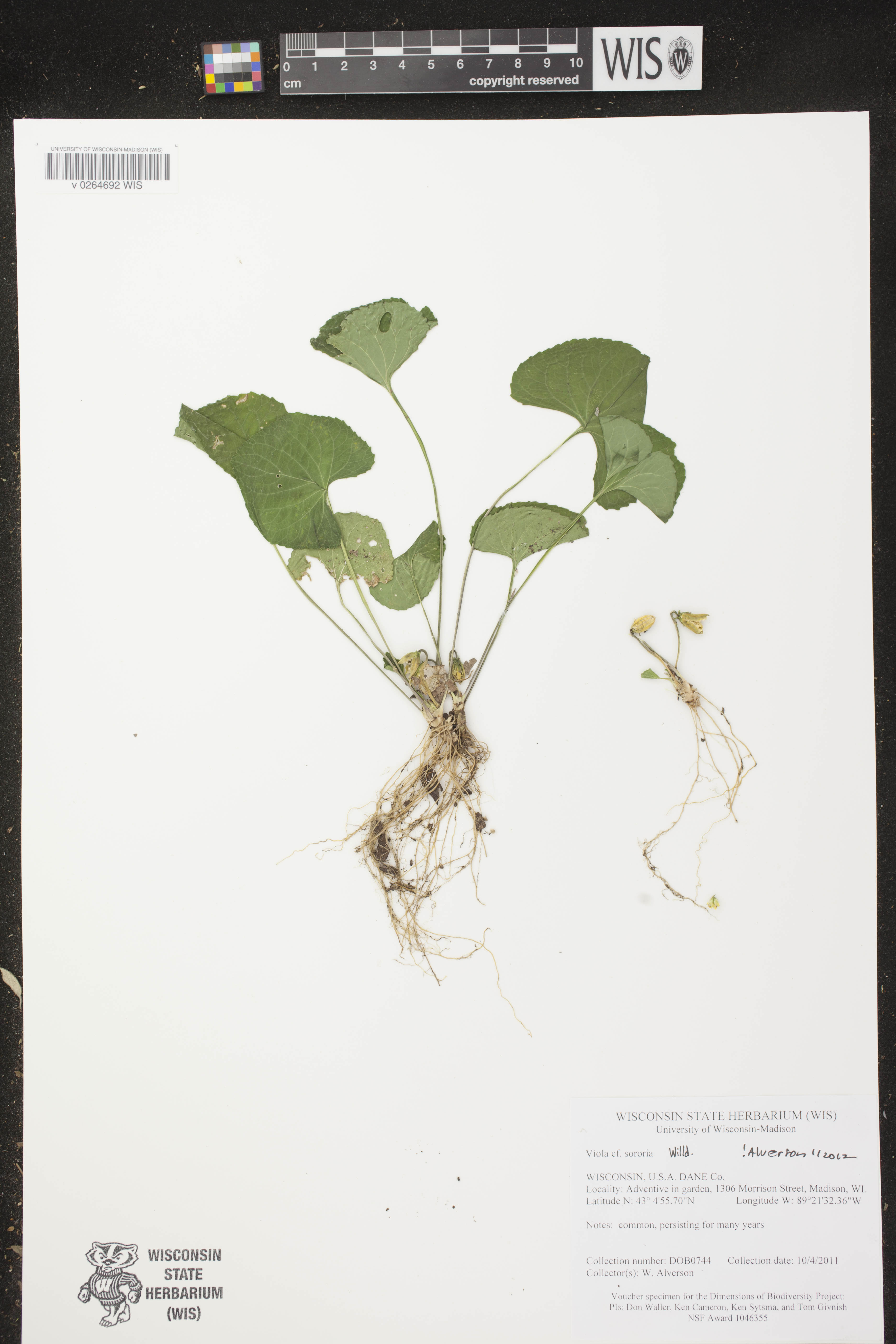 Viola sororia image