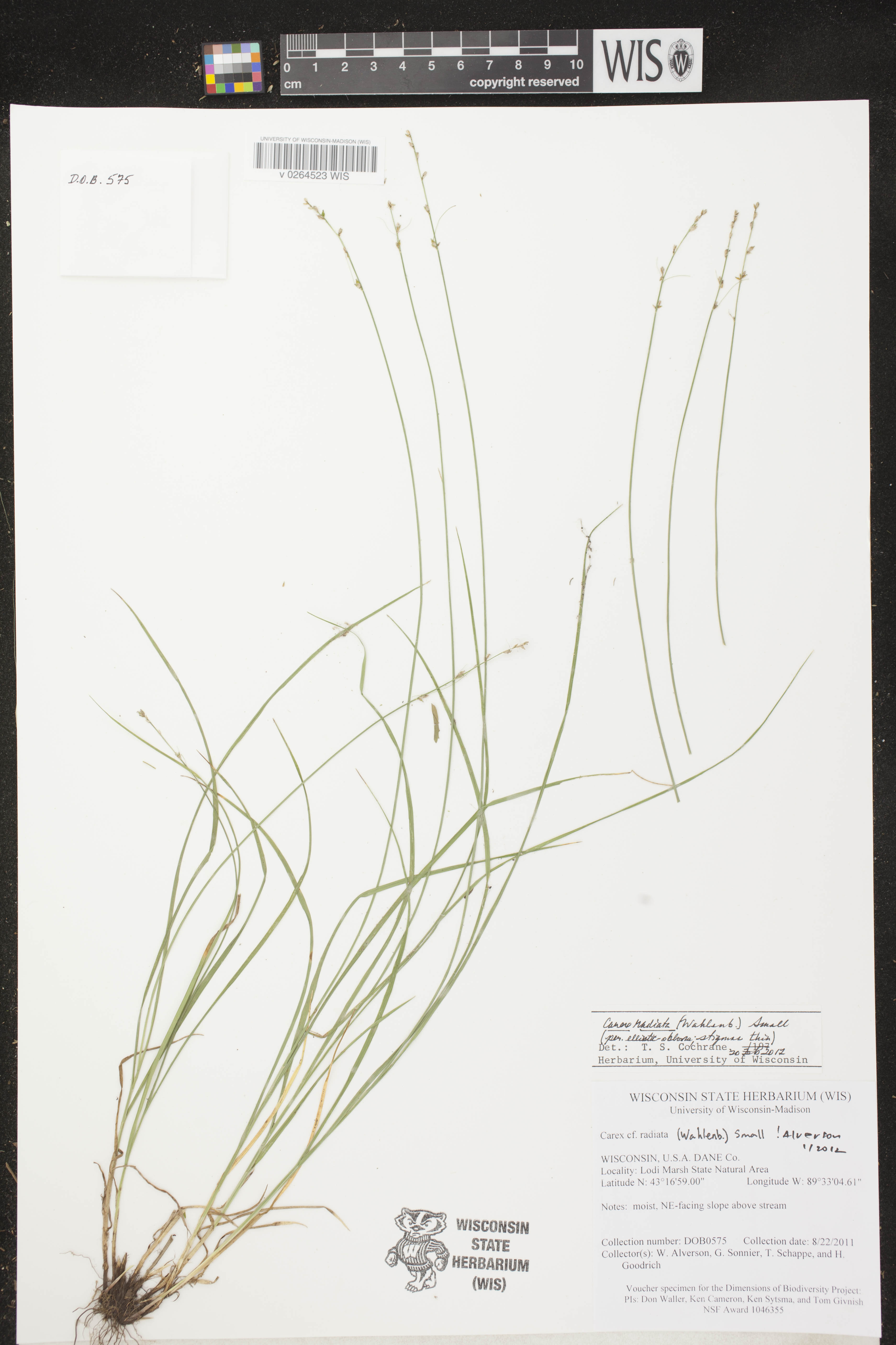 Carex radiata image