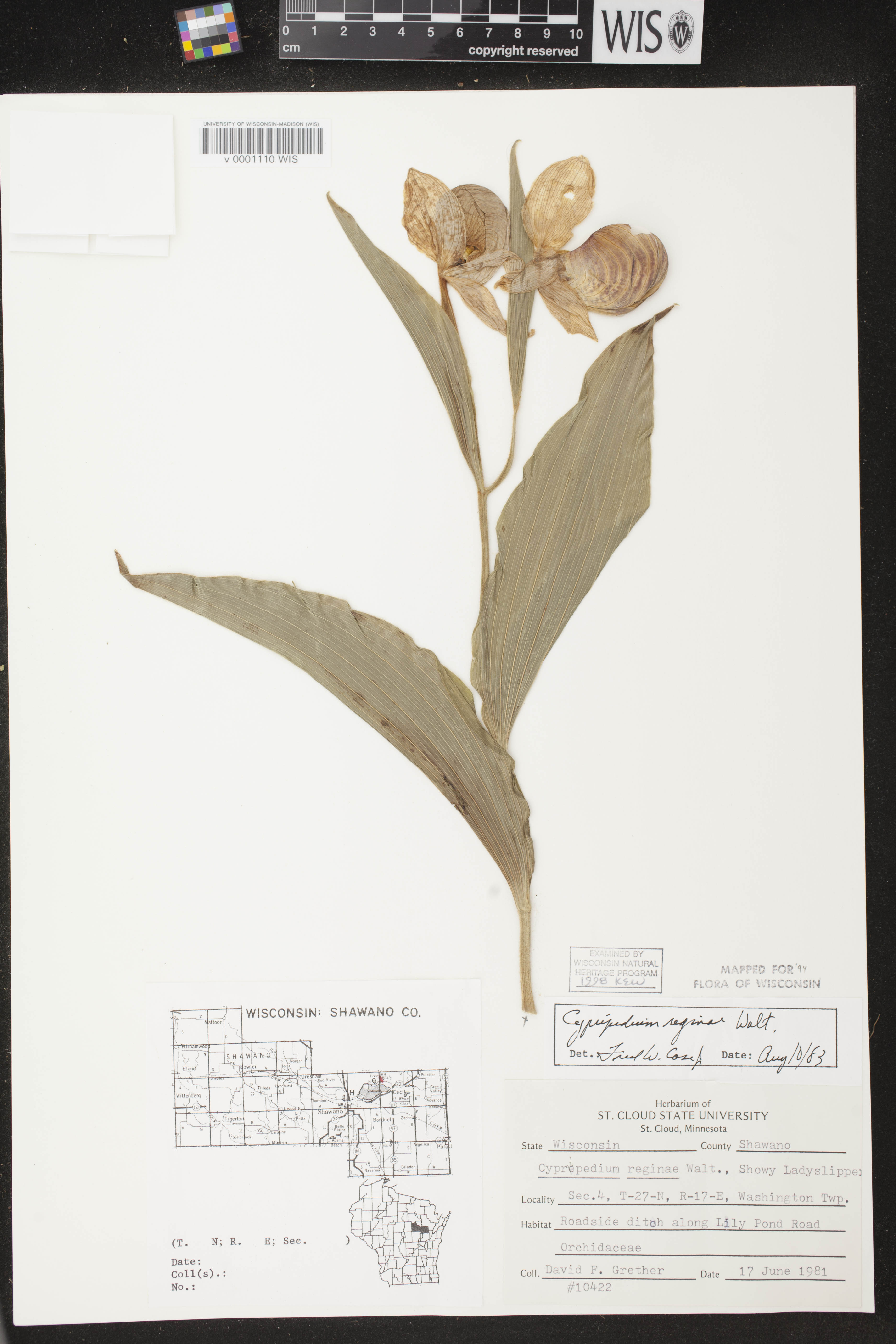 Cypripedium reginae image