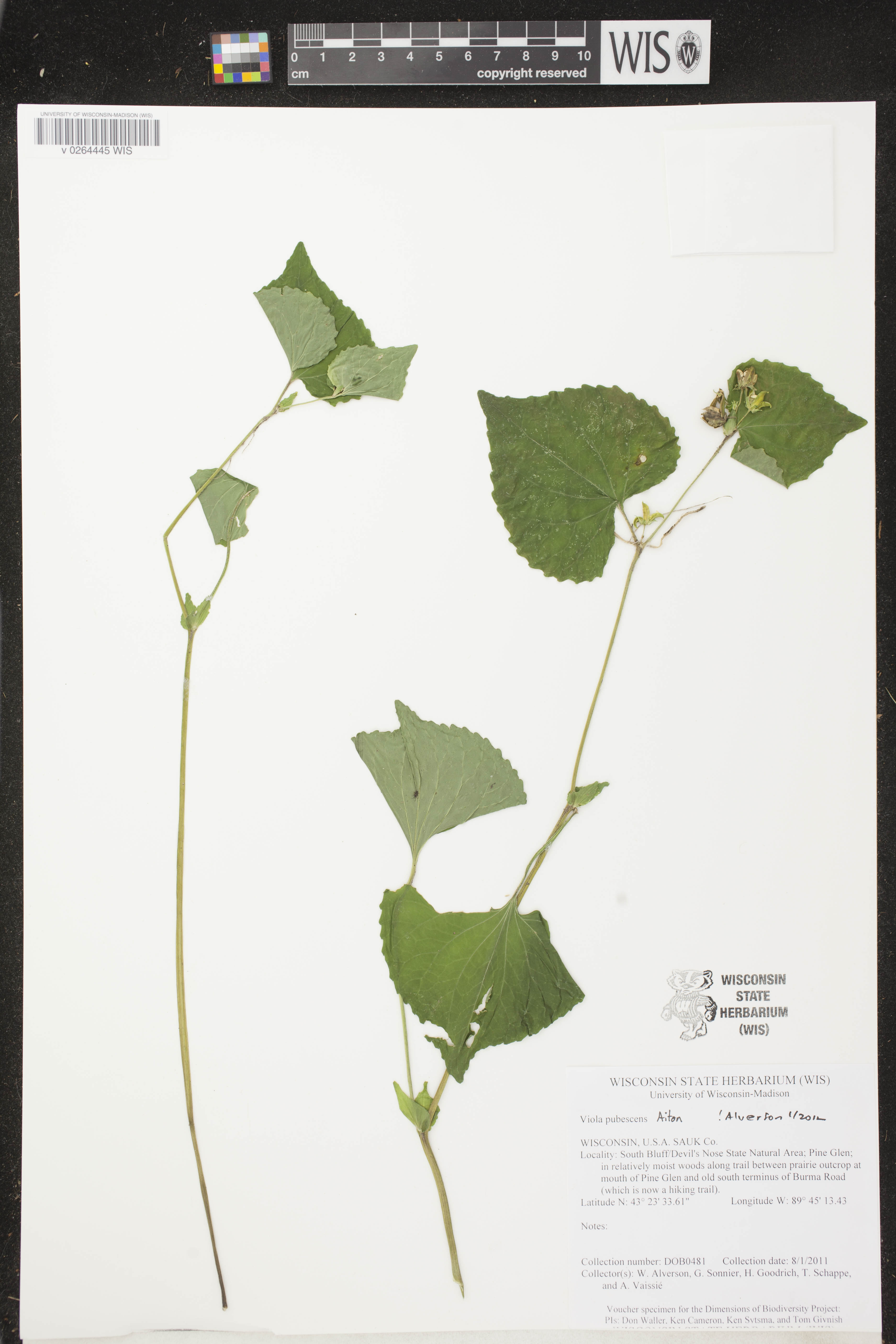 Viola pubescens image