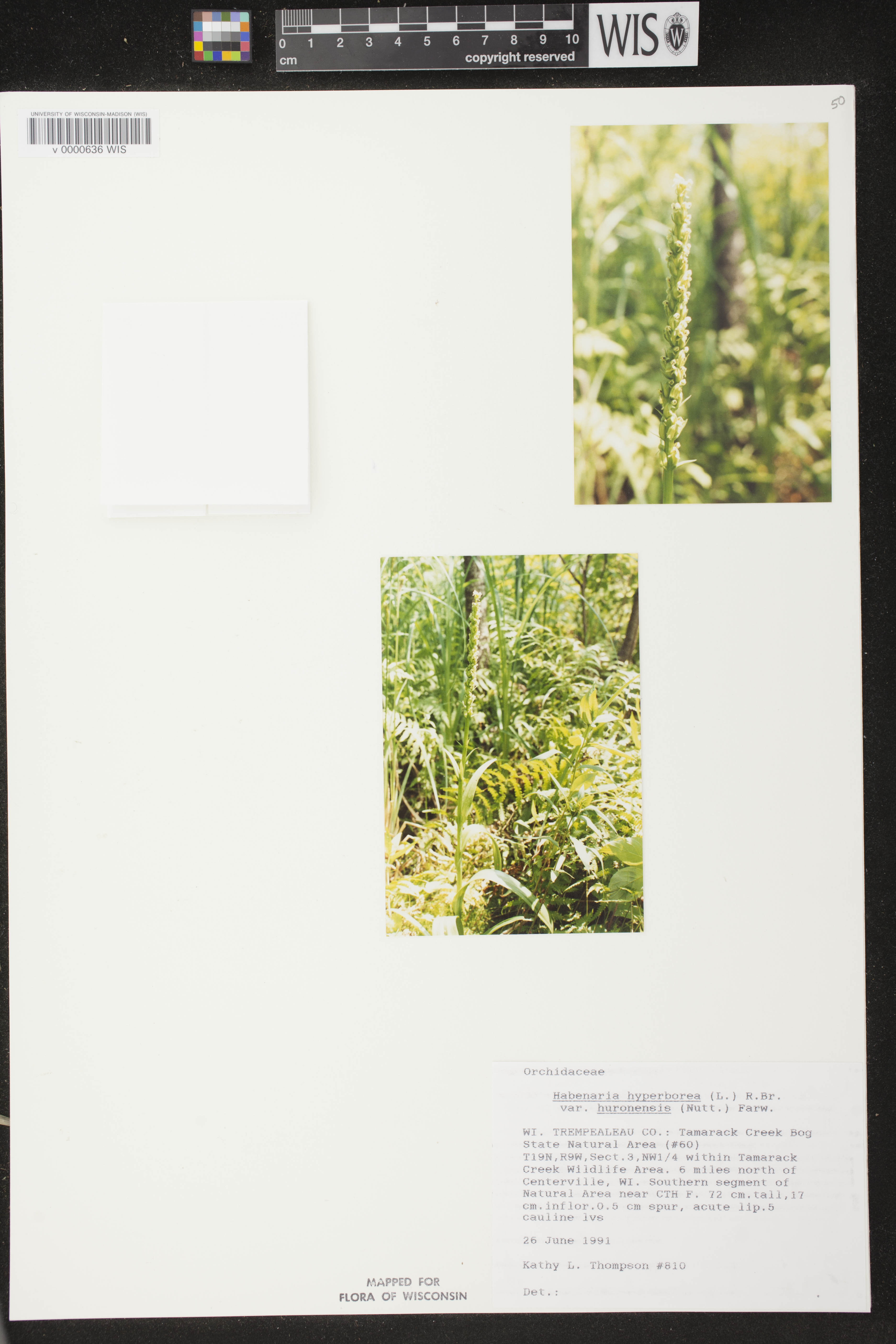 Platanthera huronensis image