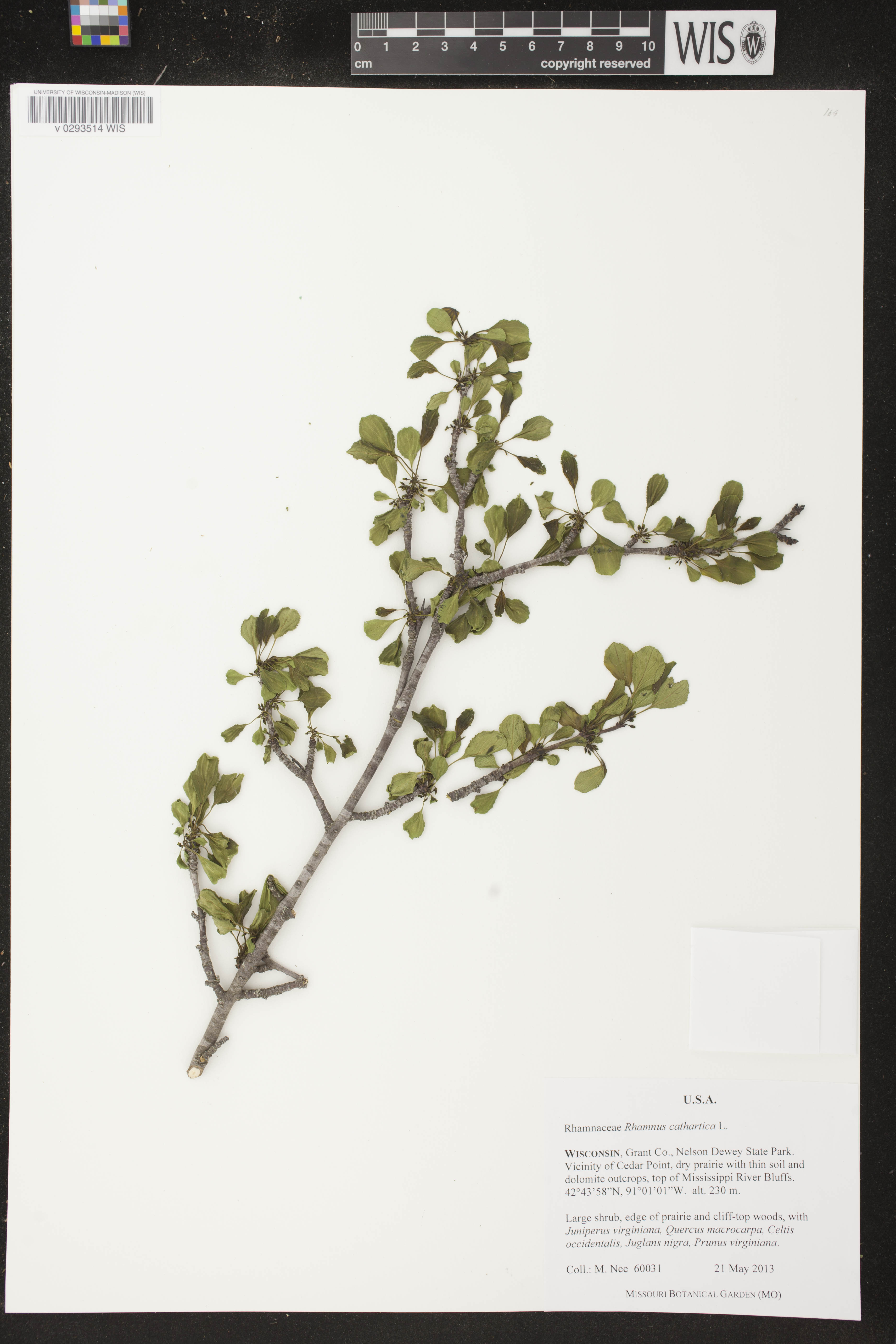 Rhamnus cathartica image