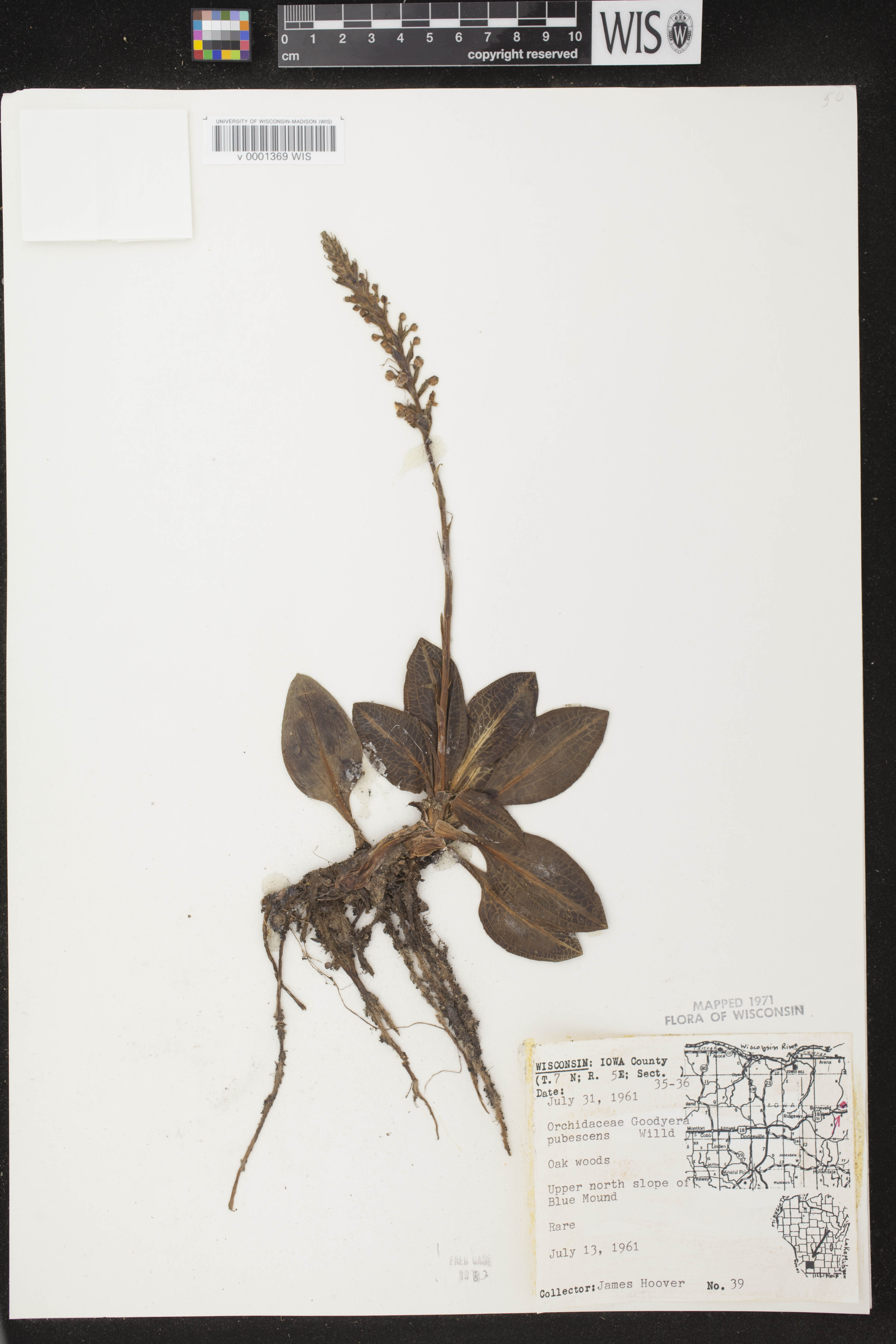Goodyera pubescens image