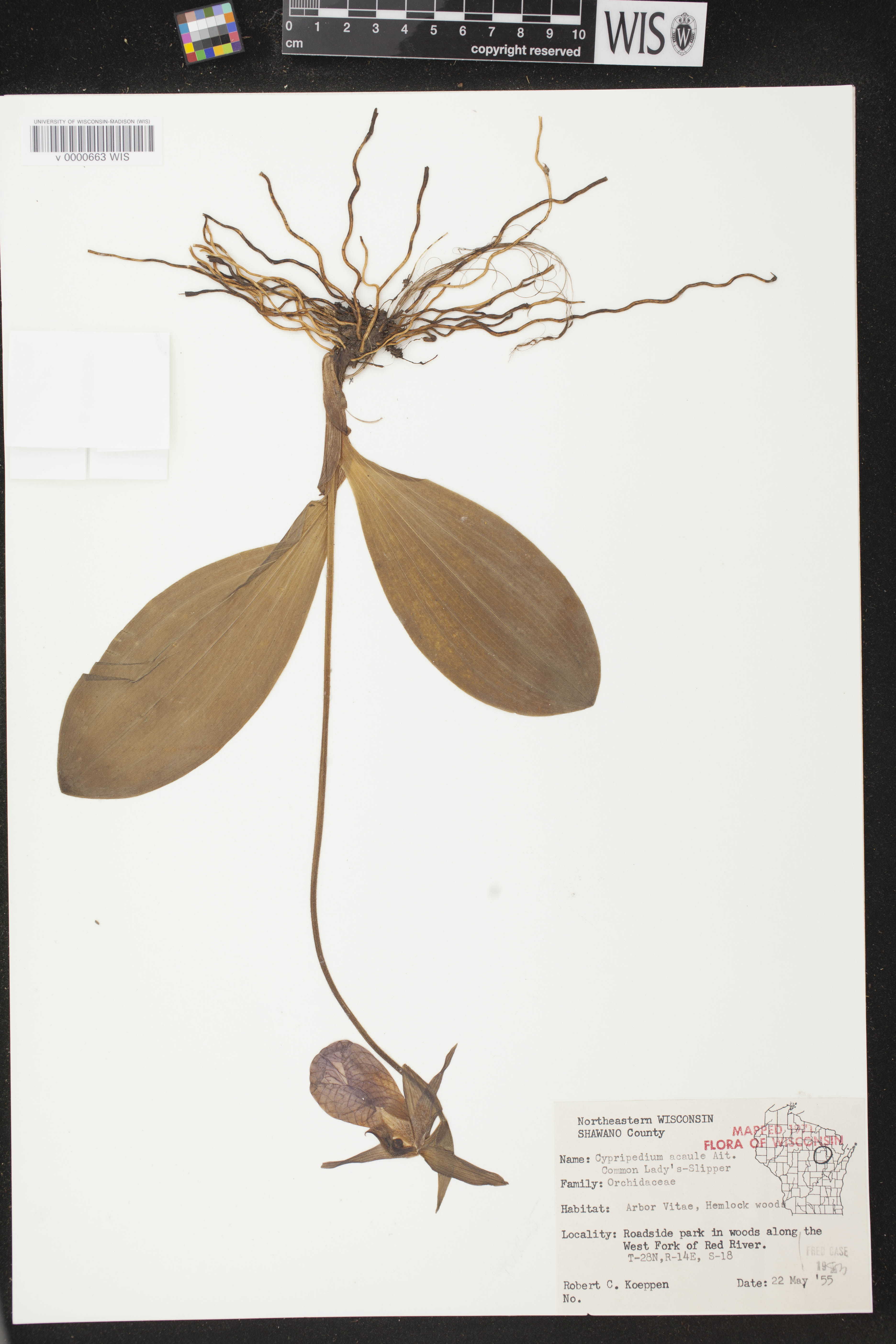 Cypripedium acaule image