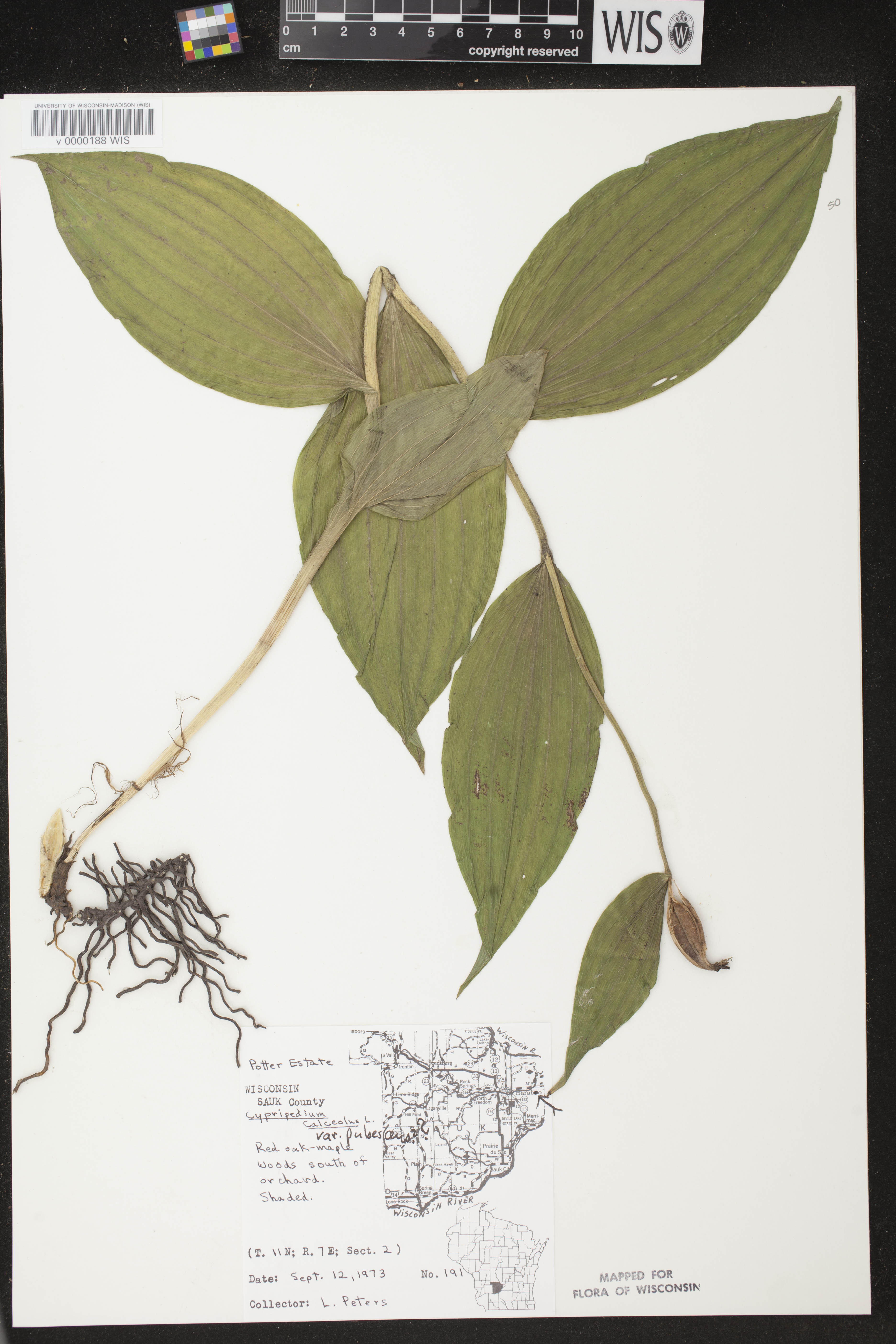 Cypripedium parviflorum image