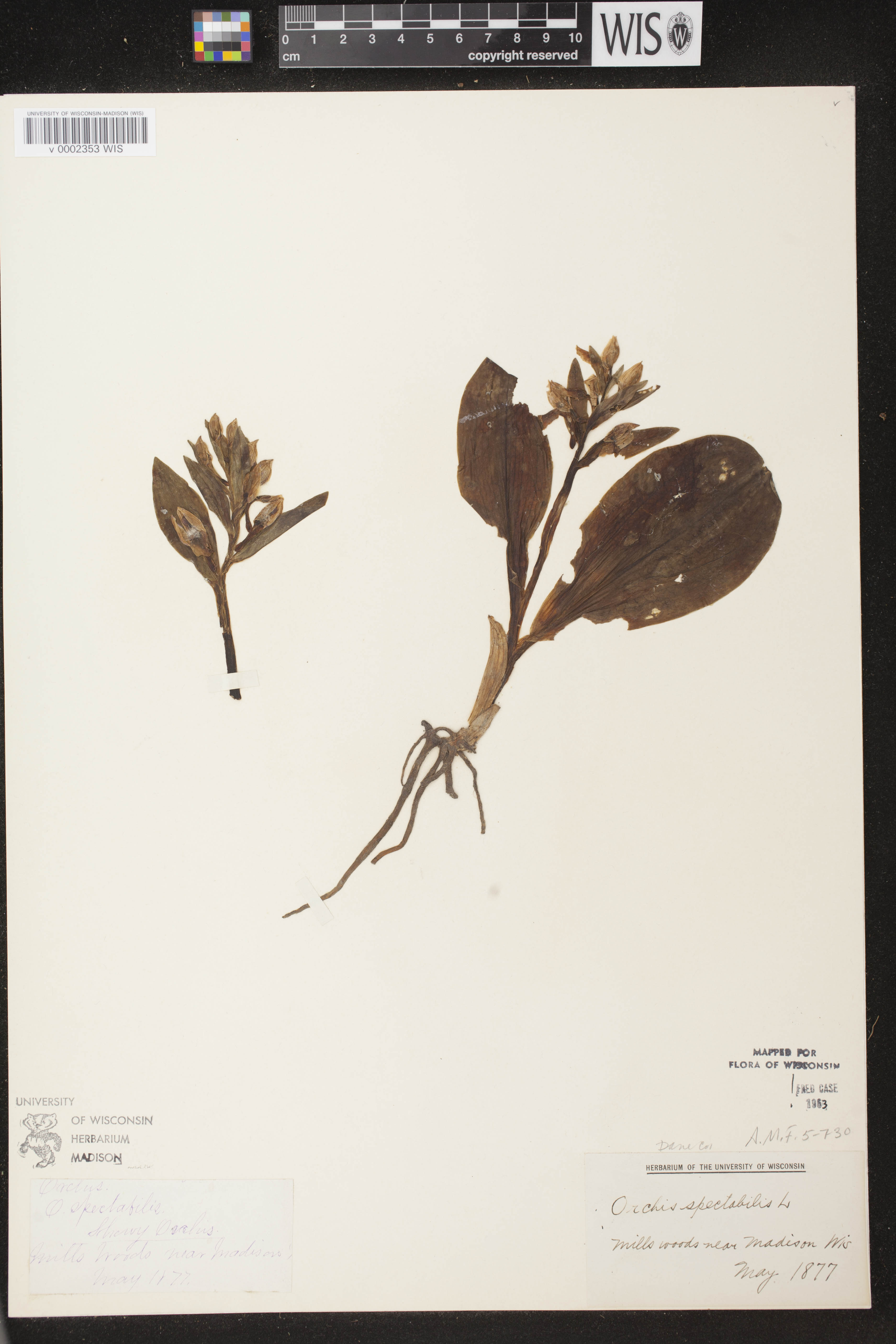 Galearis spectabilis image