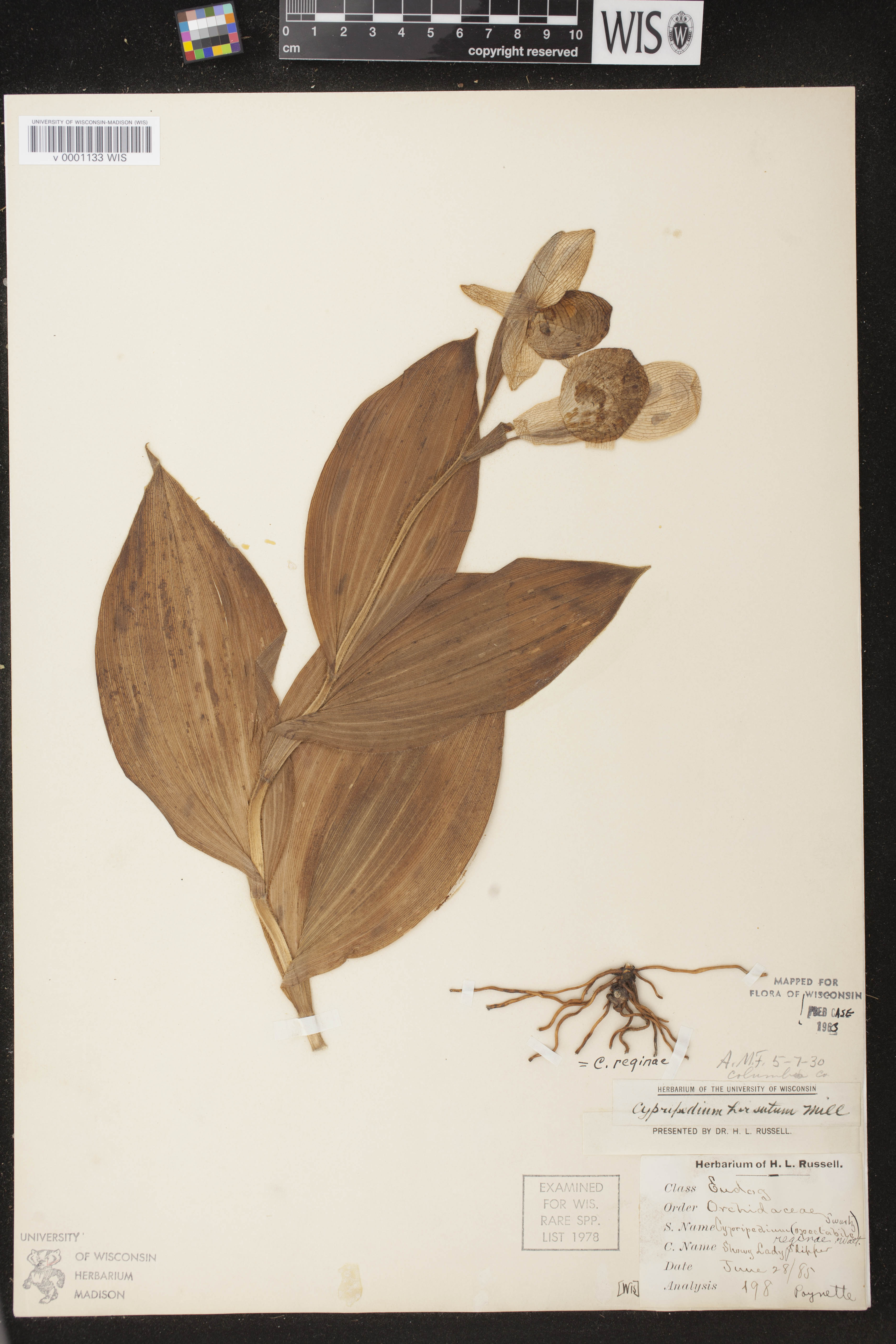 Cypripedium reginae image