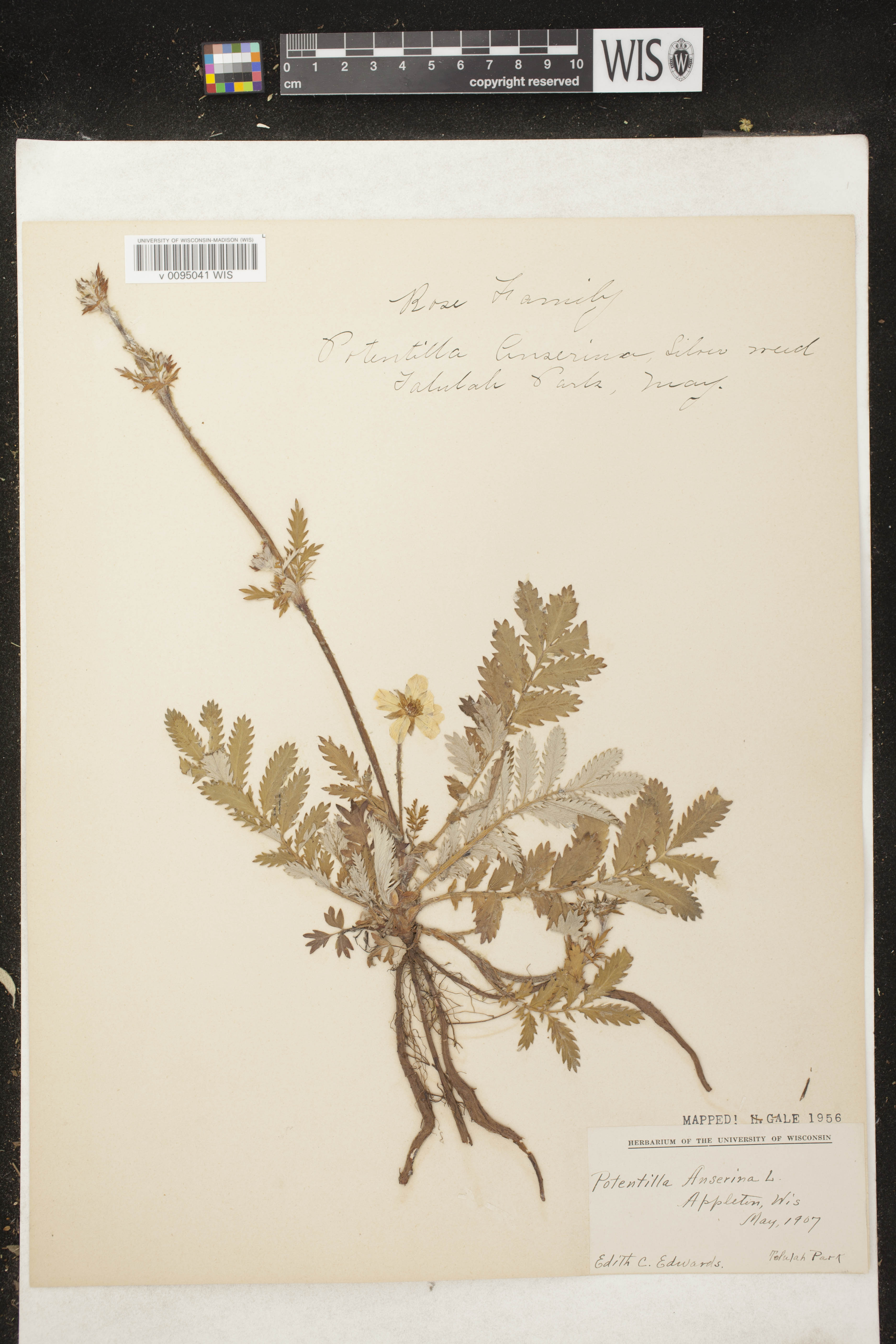 Potentilla anserina subsp. anserina image
