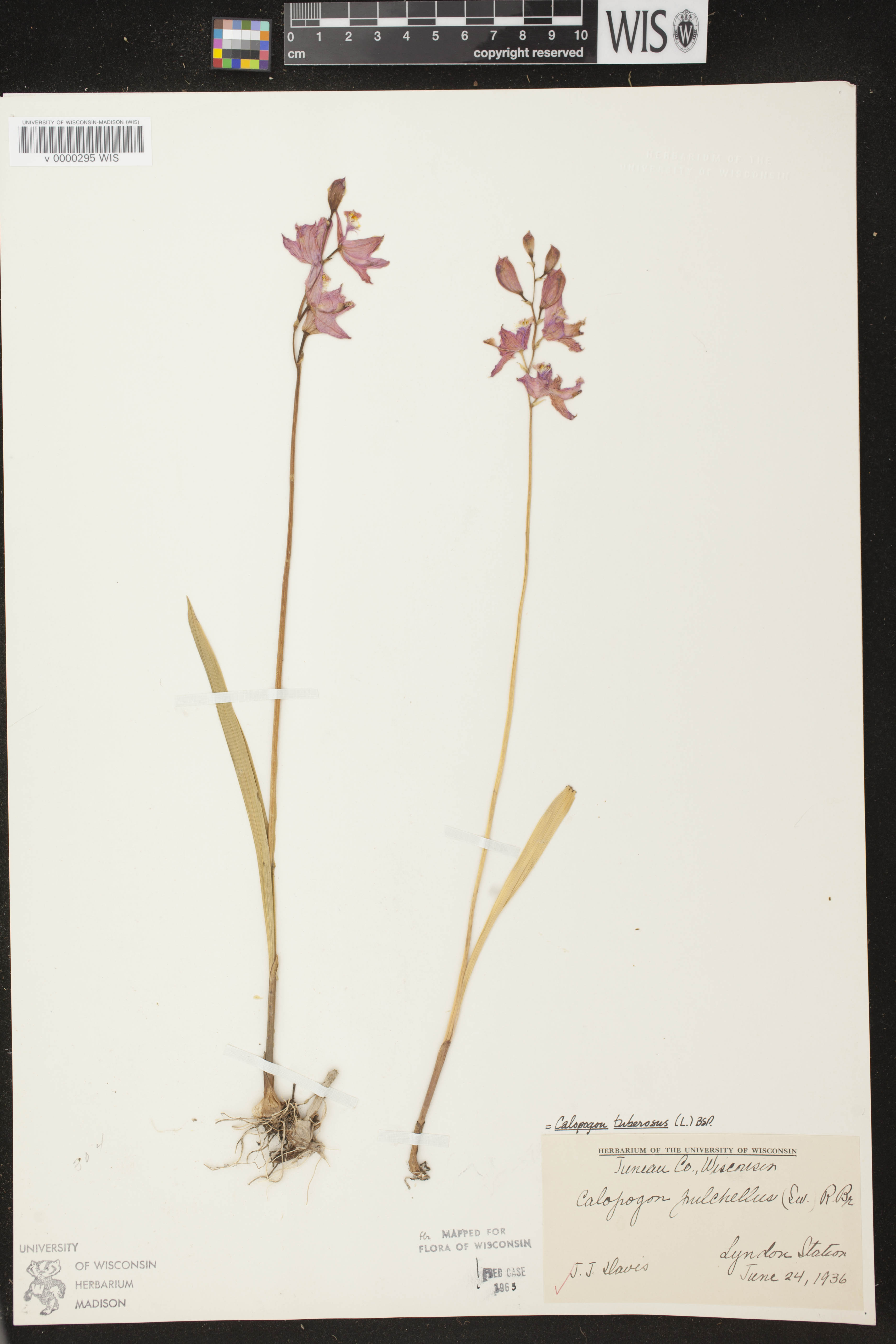 Calopogon tuberosus image