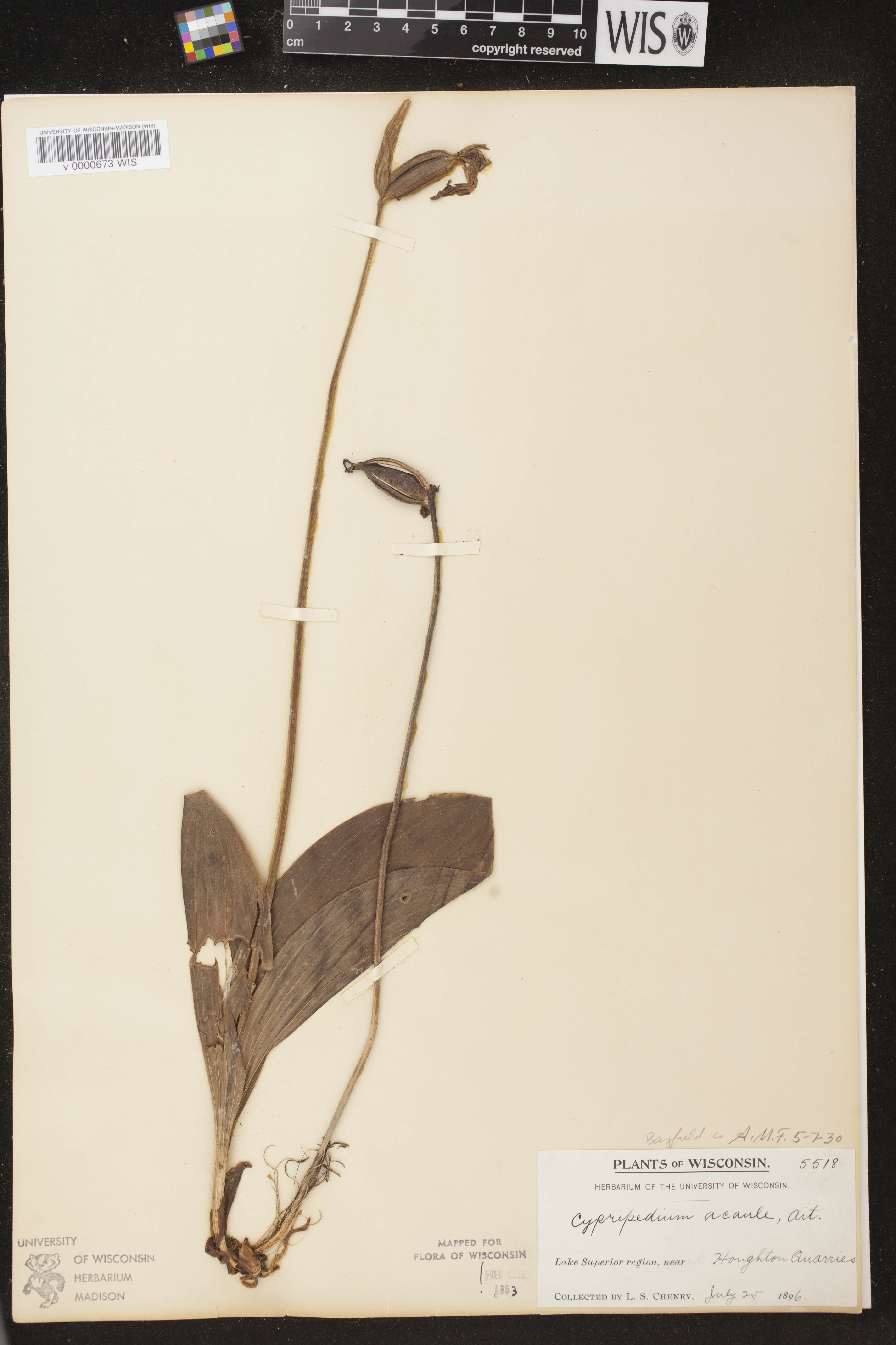 Cypripedium acaule image