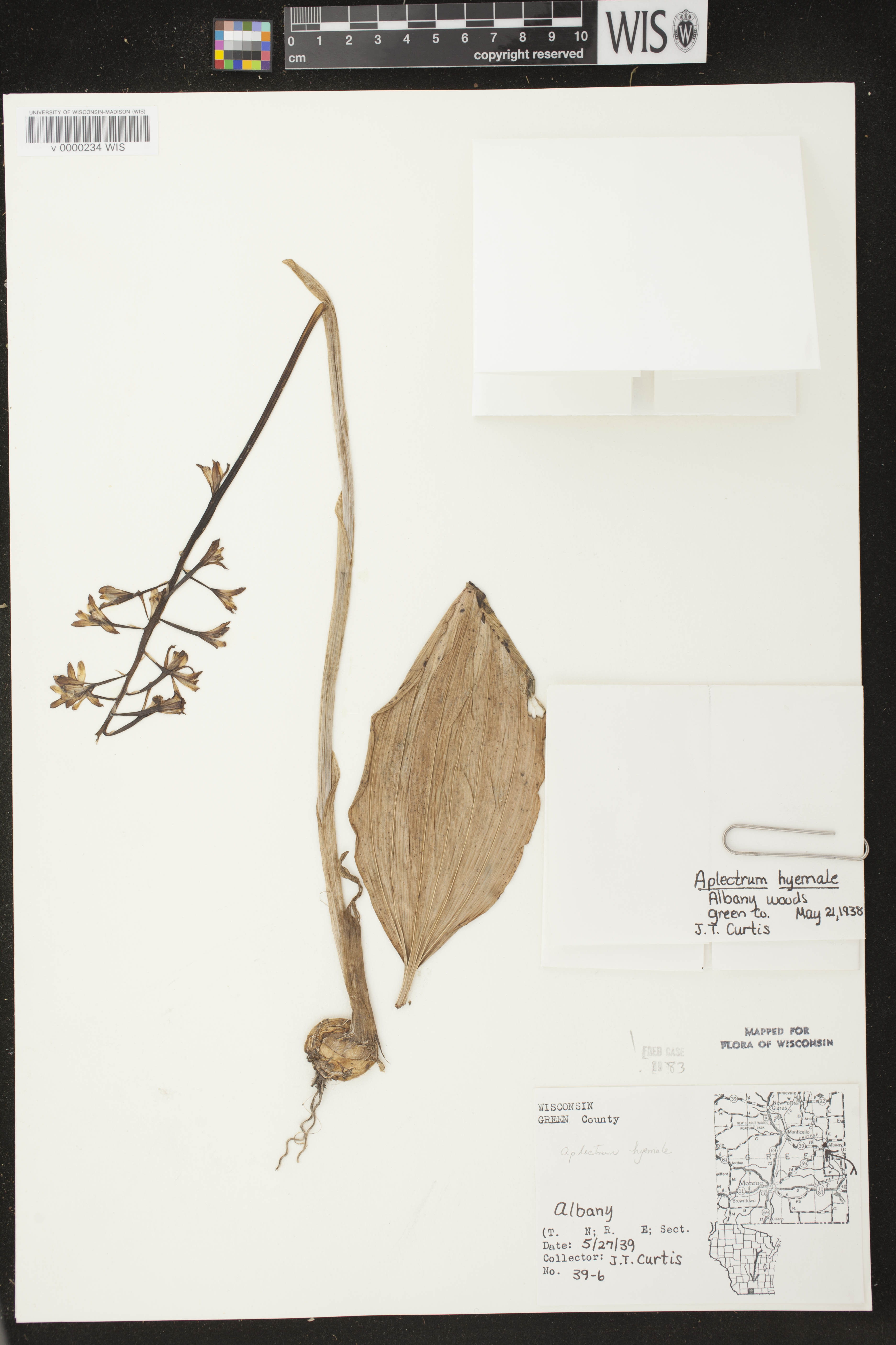 Aplectrum hyemale image