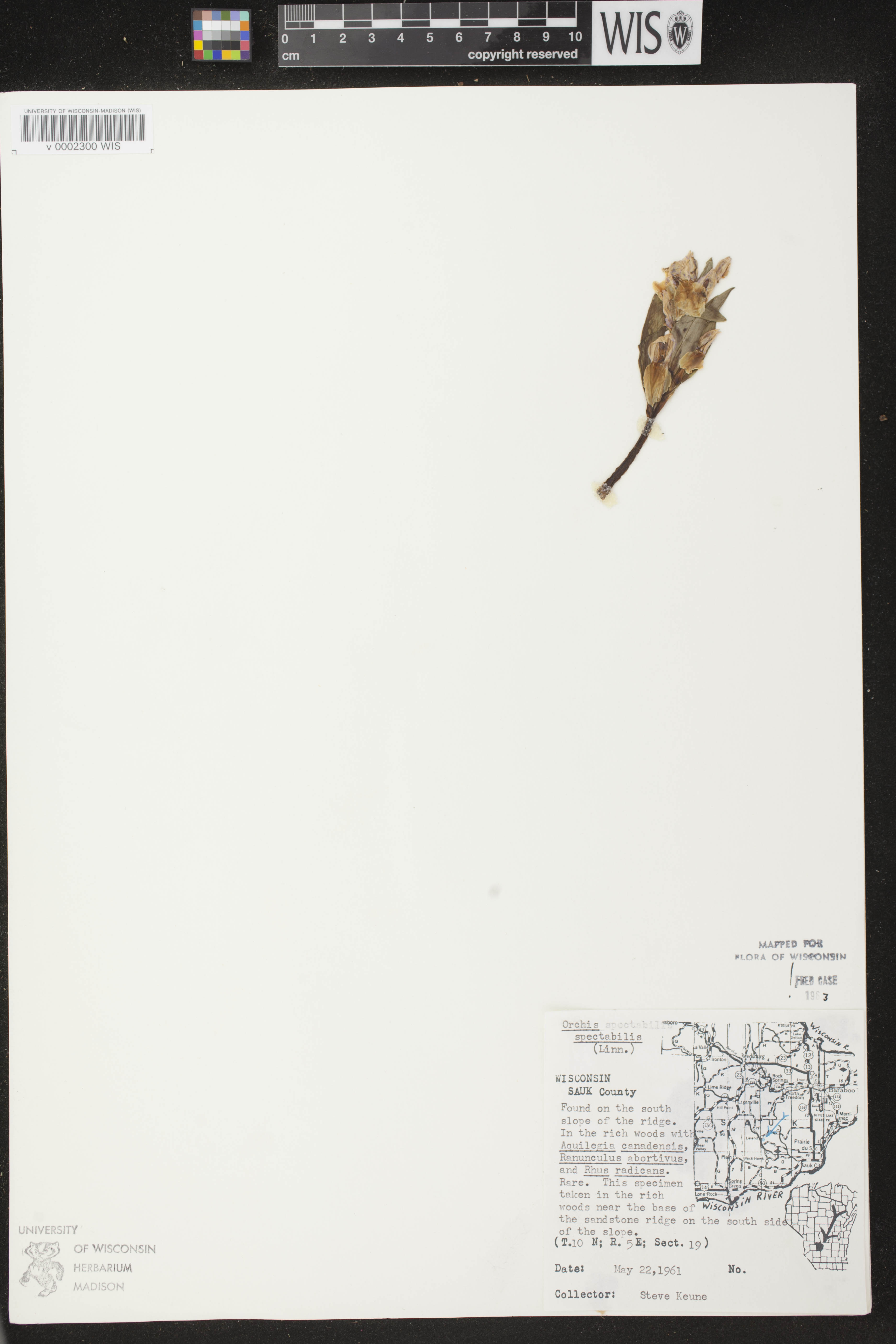 Galearis spectabilis image