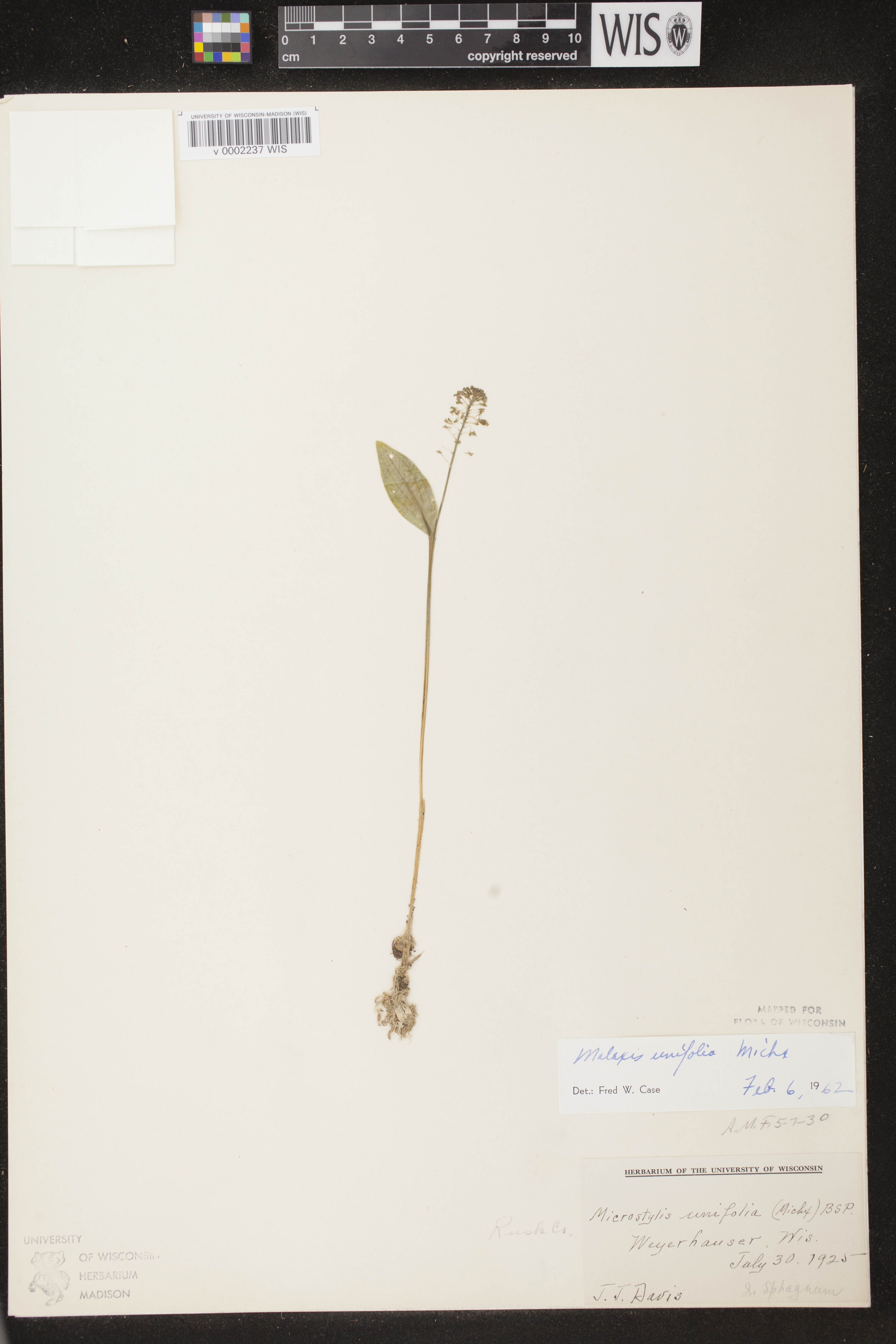 Malaxis unifolia image