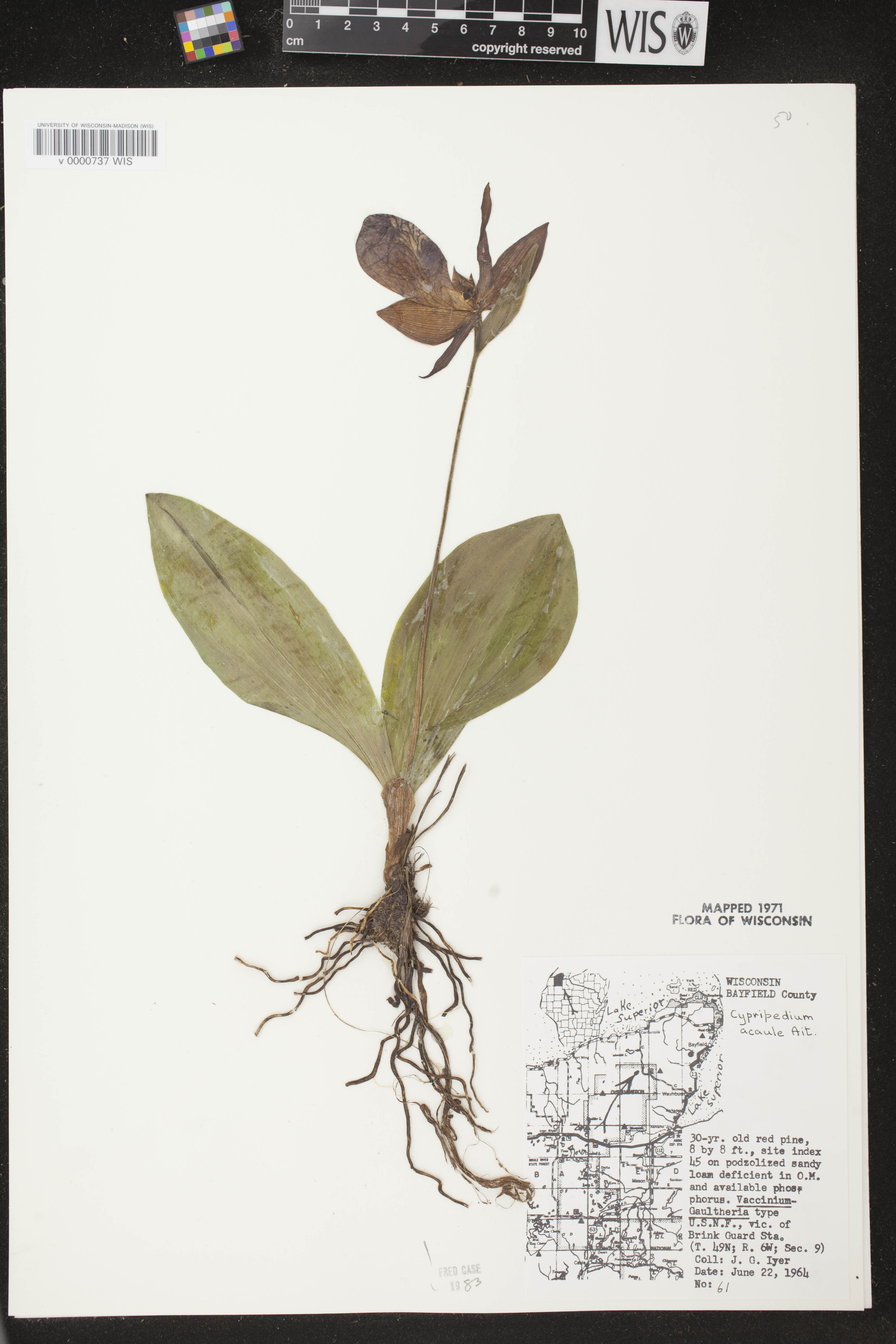 Cypripedium acaule image