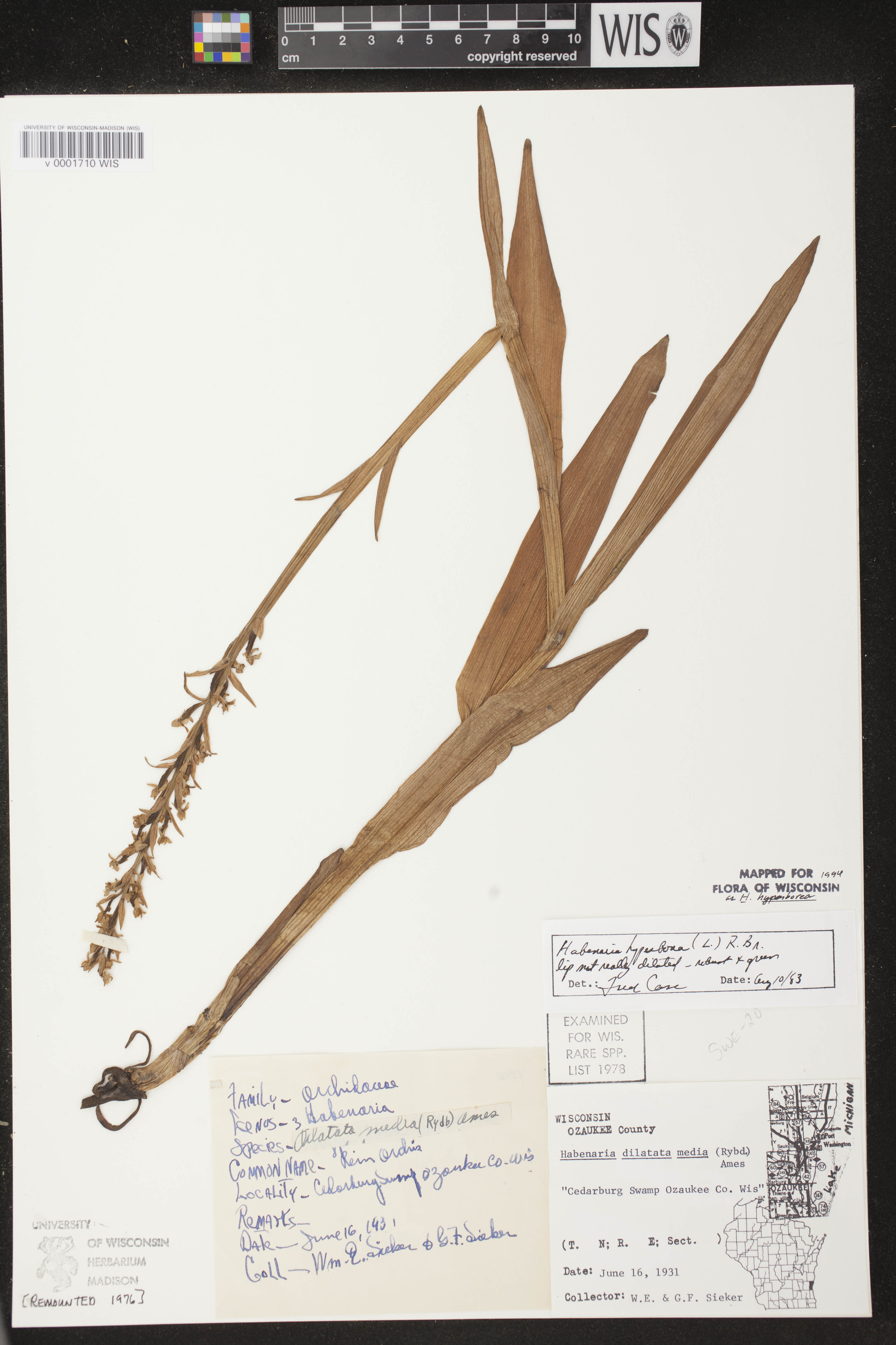 Platanthera huronensis image